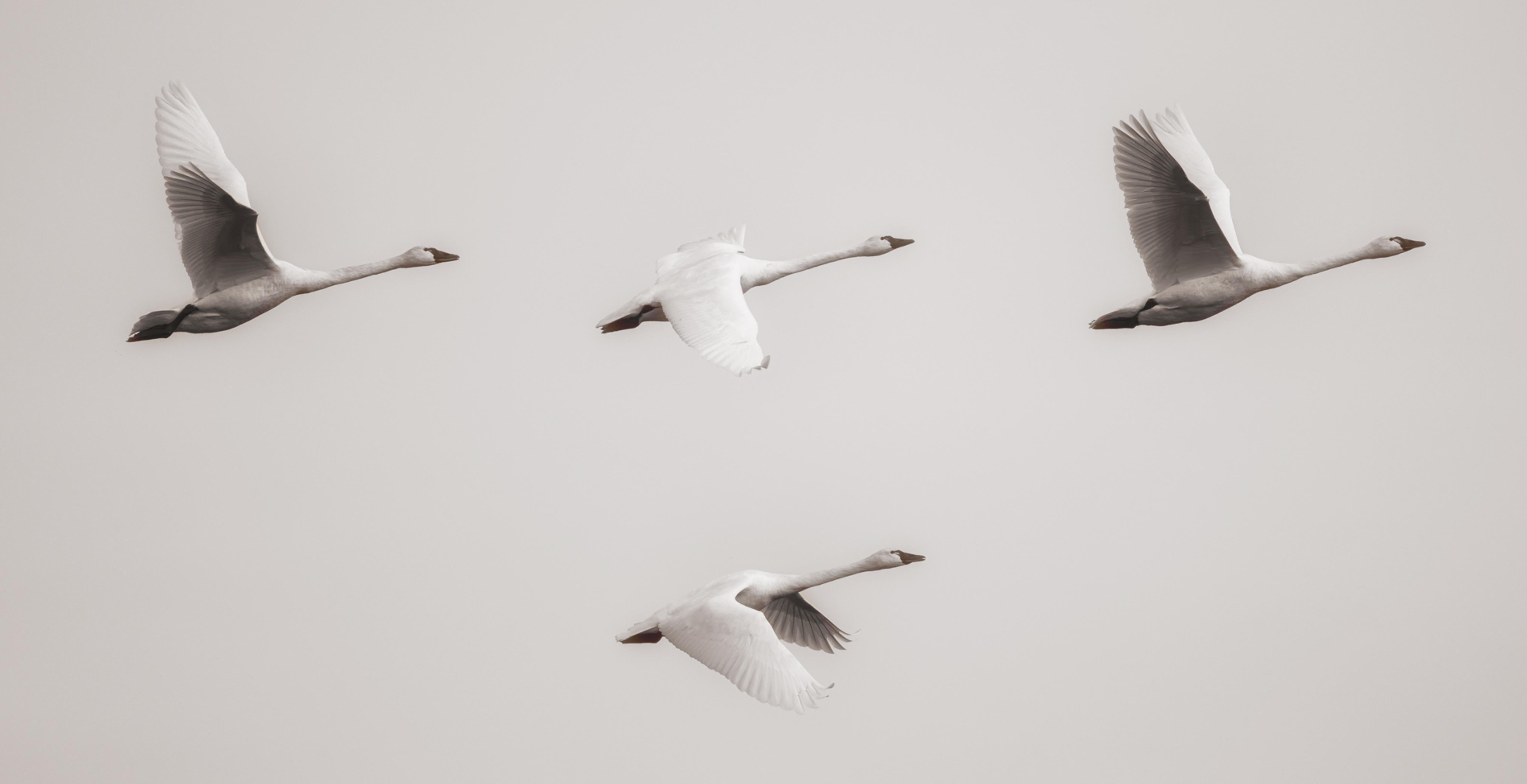 Swans