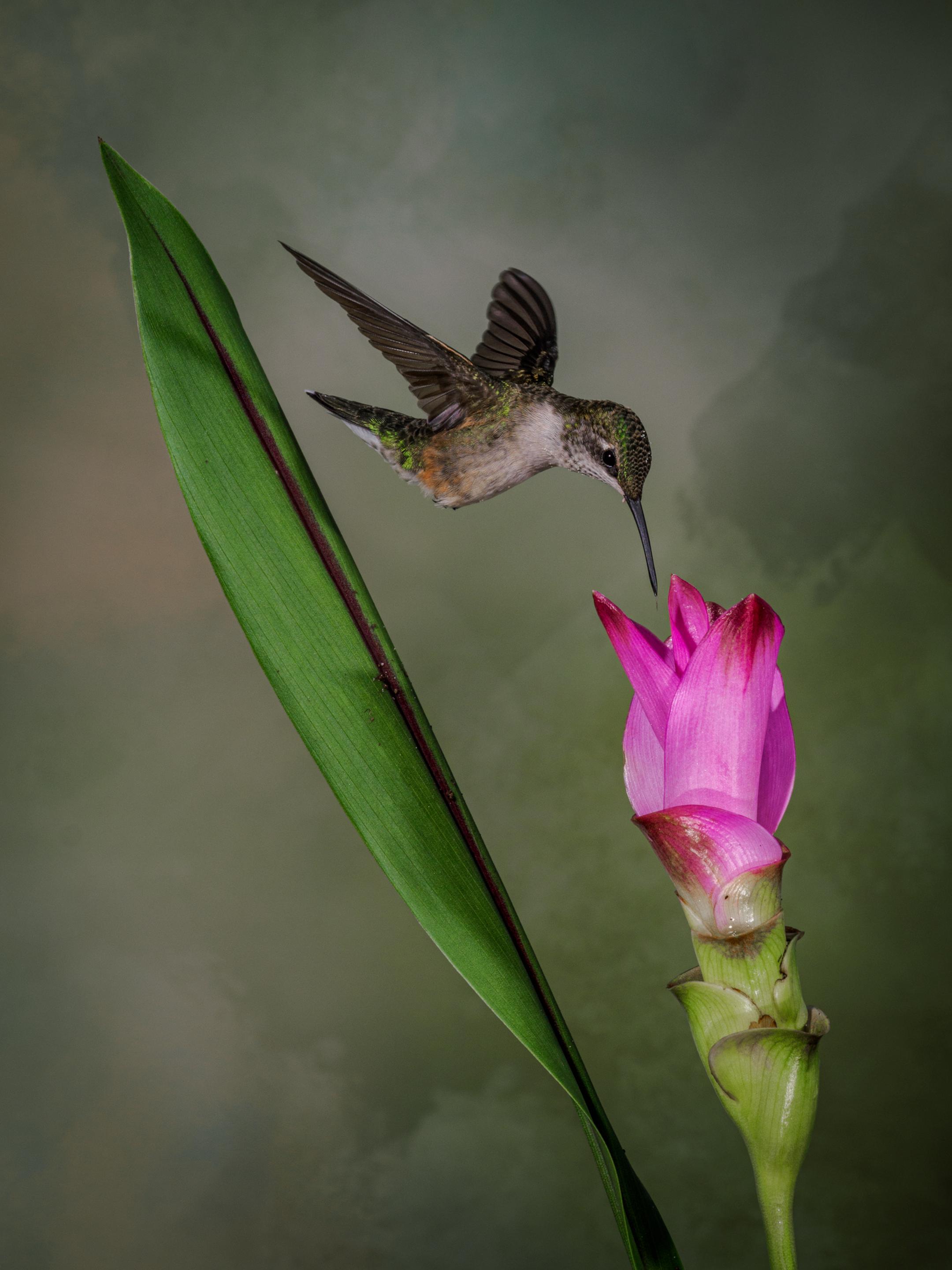 Siam Tulip