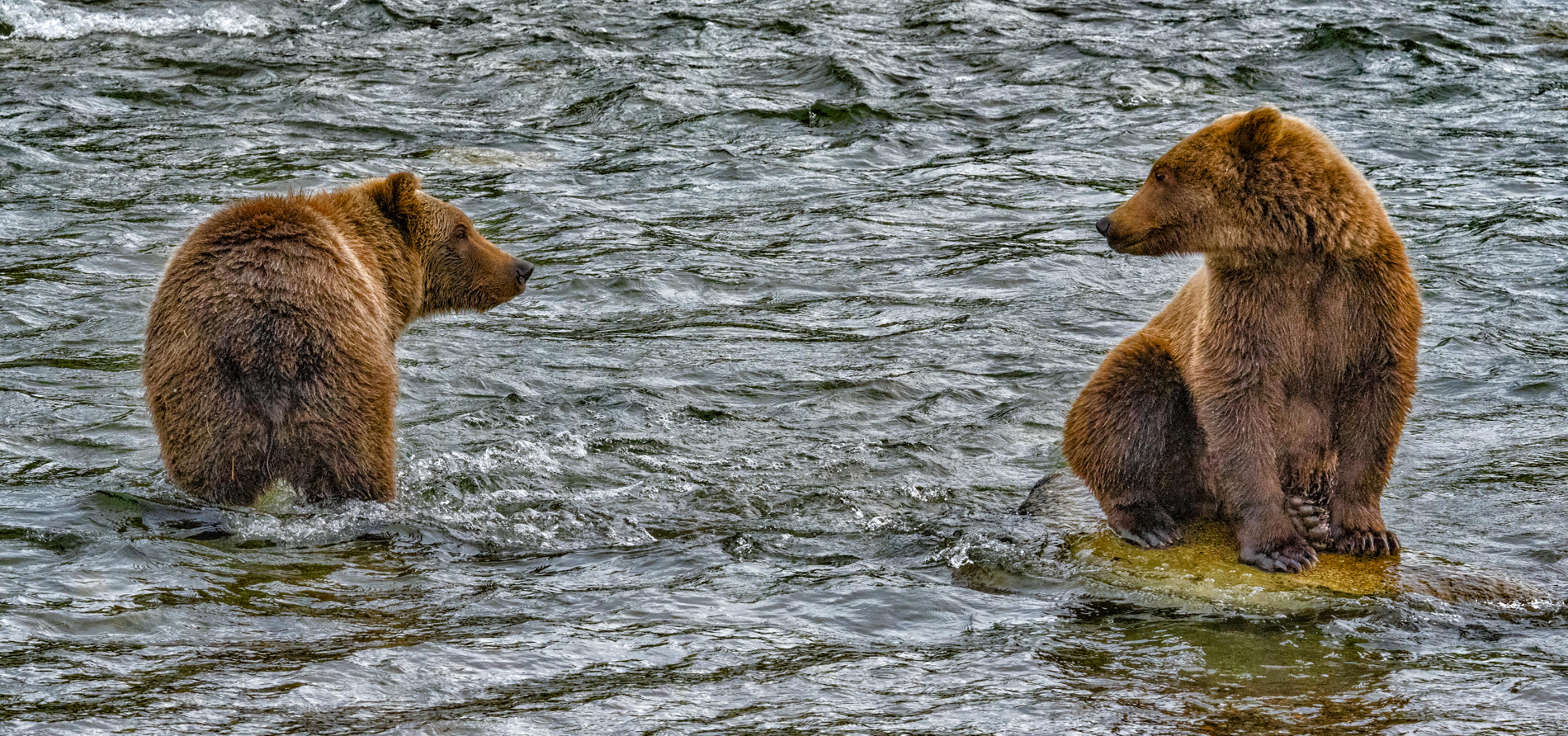Twobears