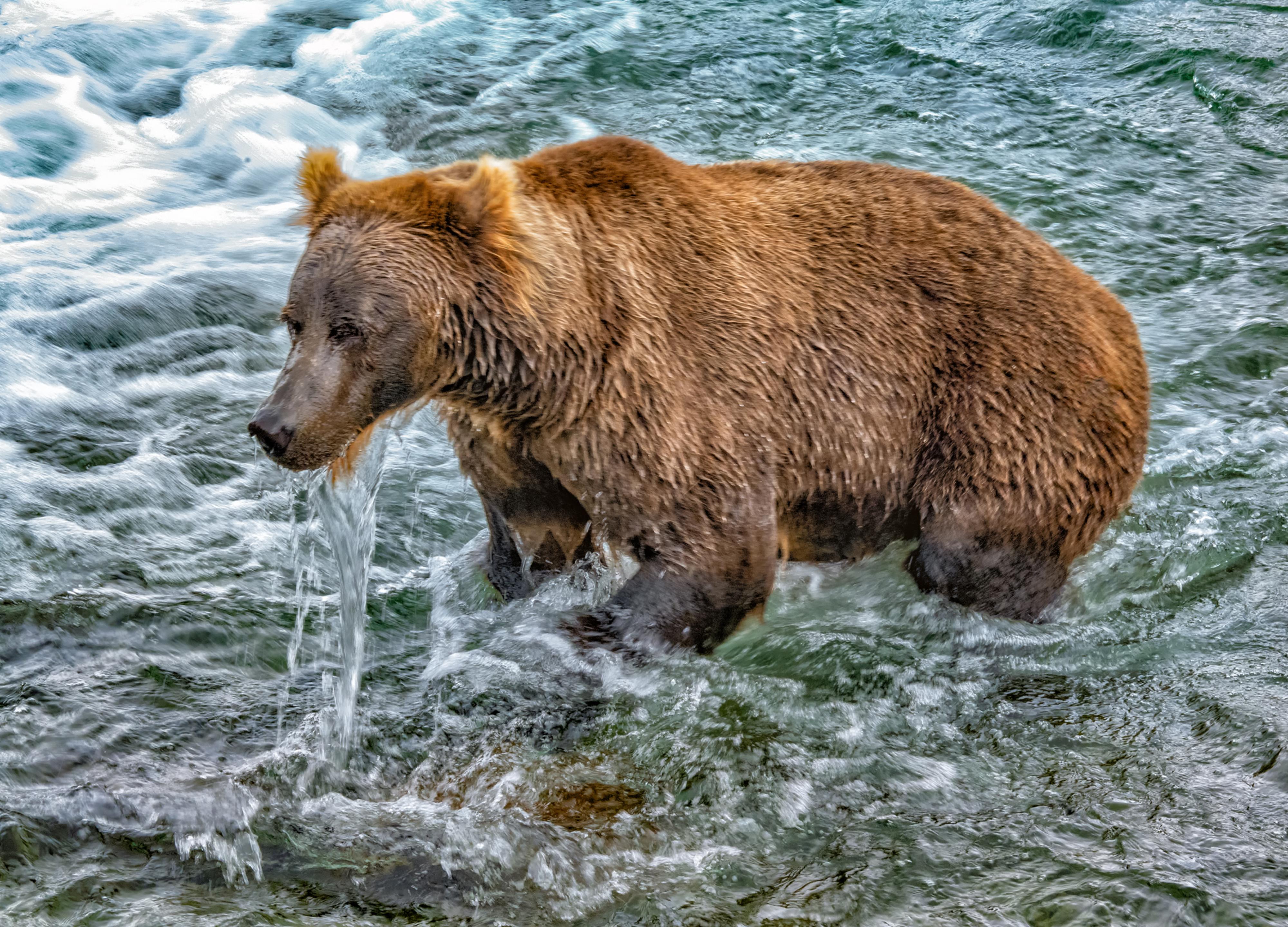 Salmon Hunting