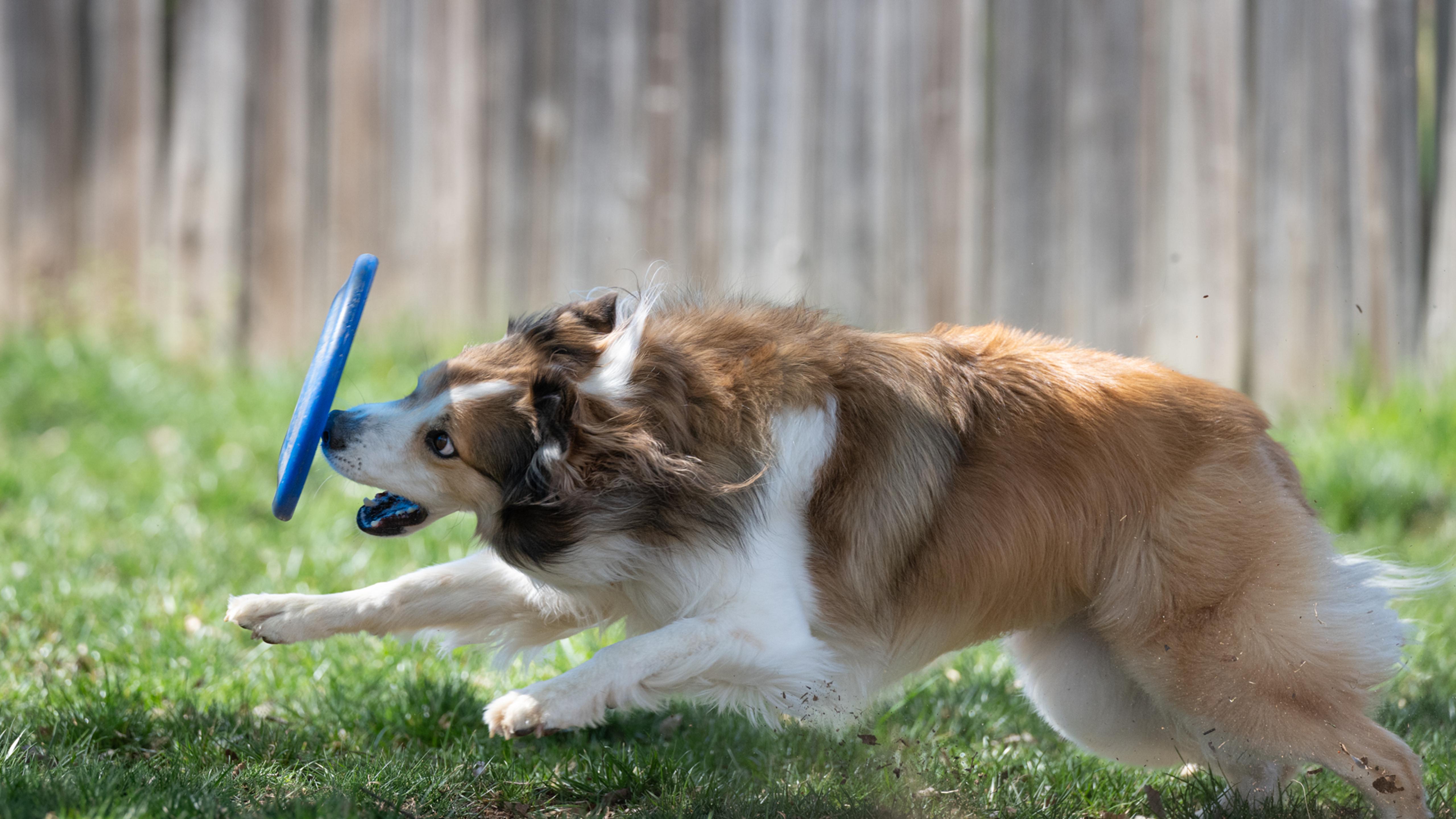 Pushing The Frisbee