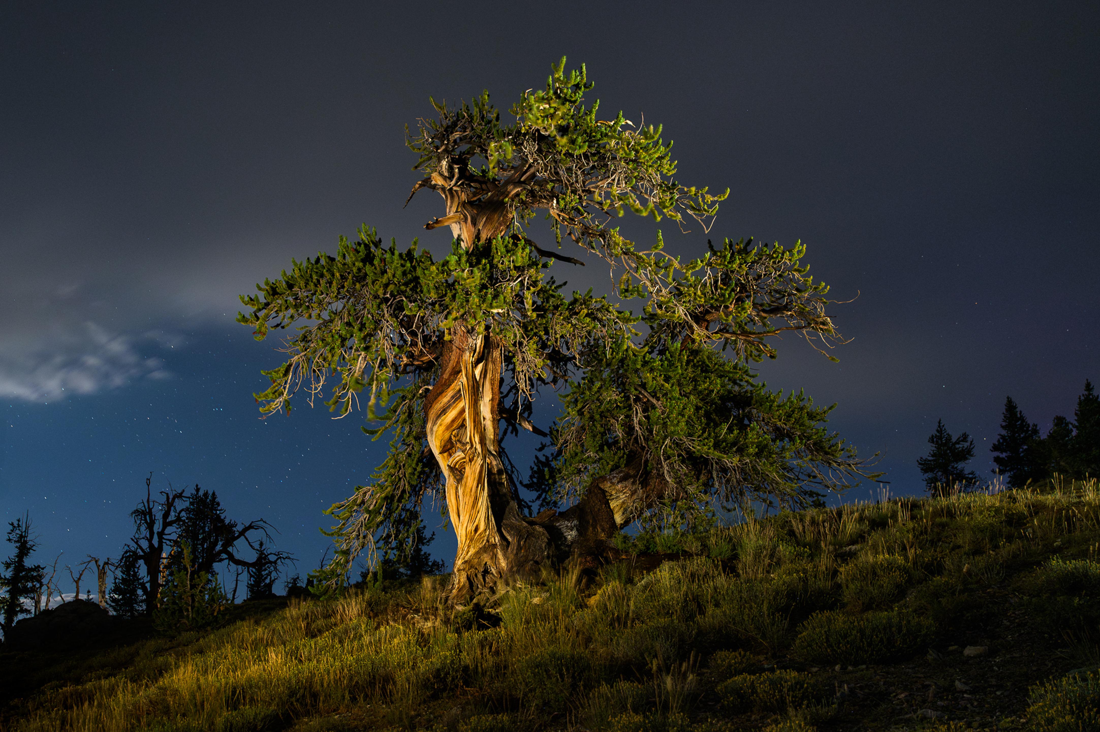 MT Washington Bristlecone