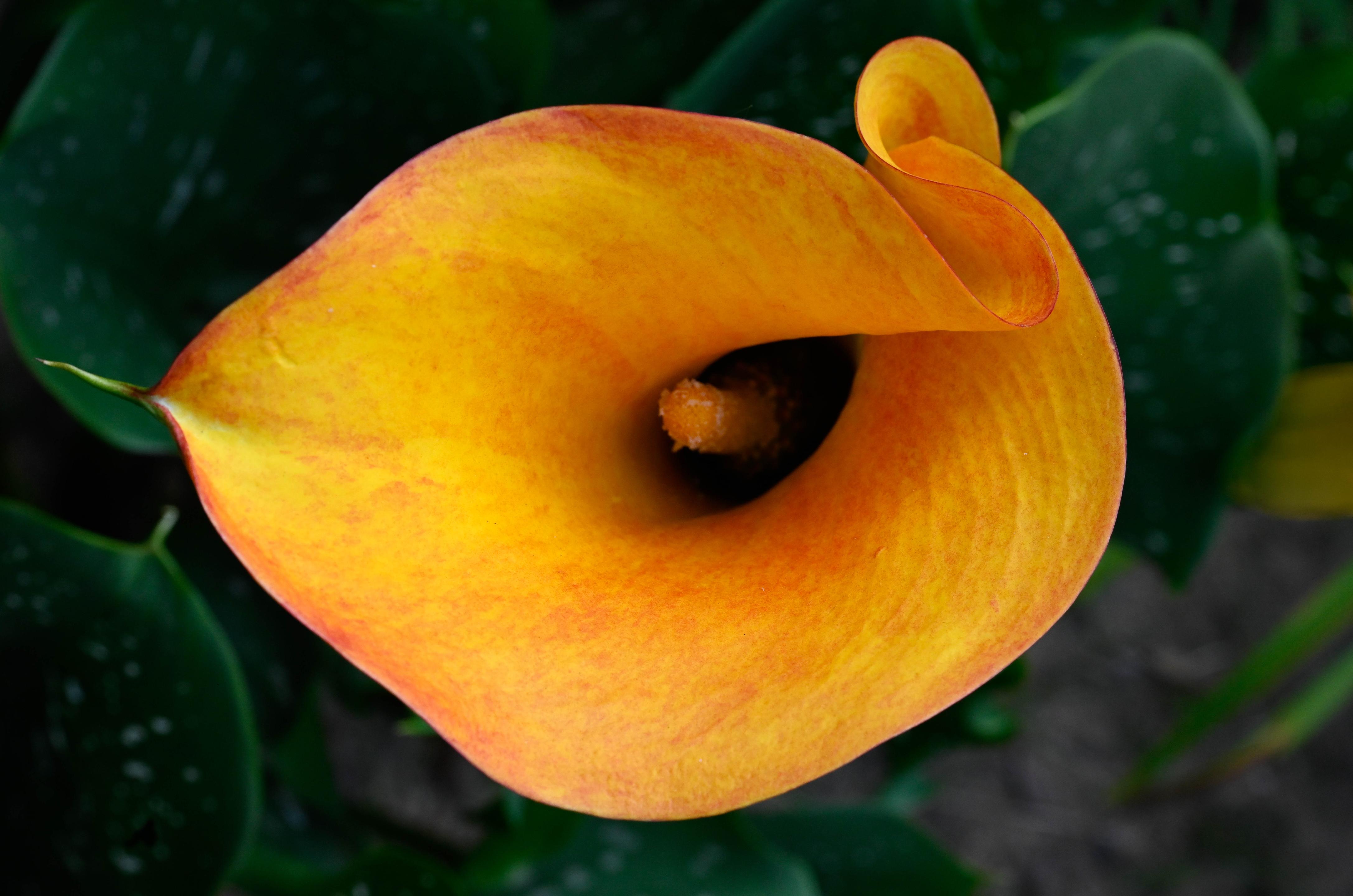Calla Lilly