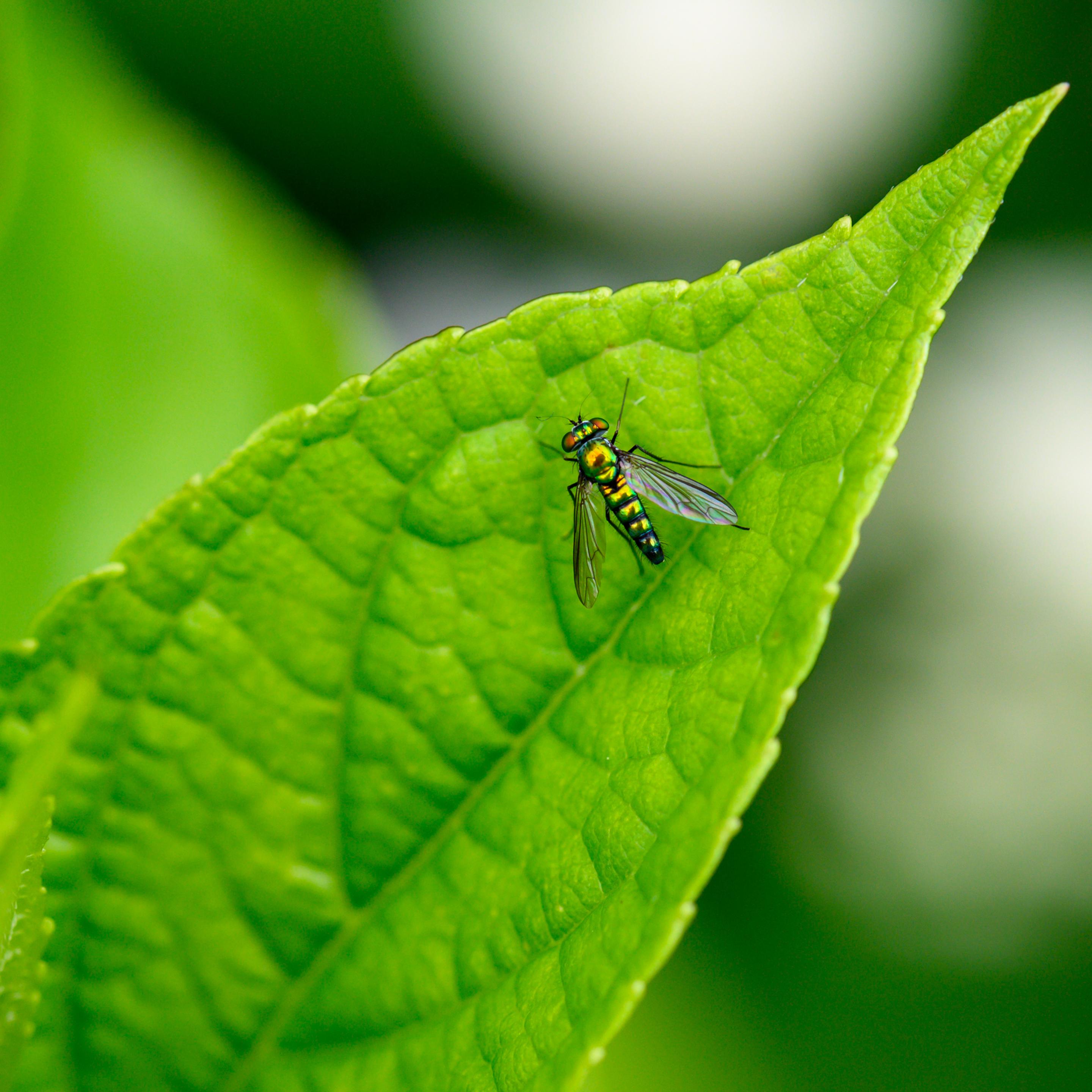 Long Legged Green Fly
