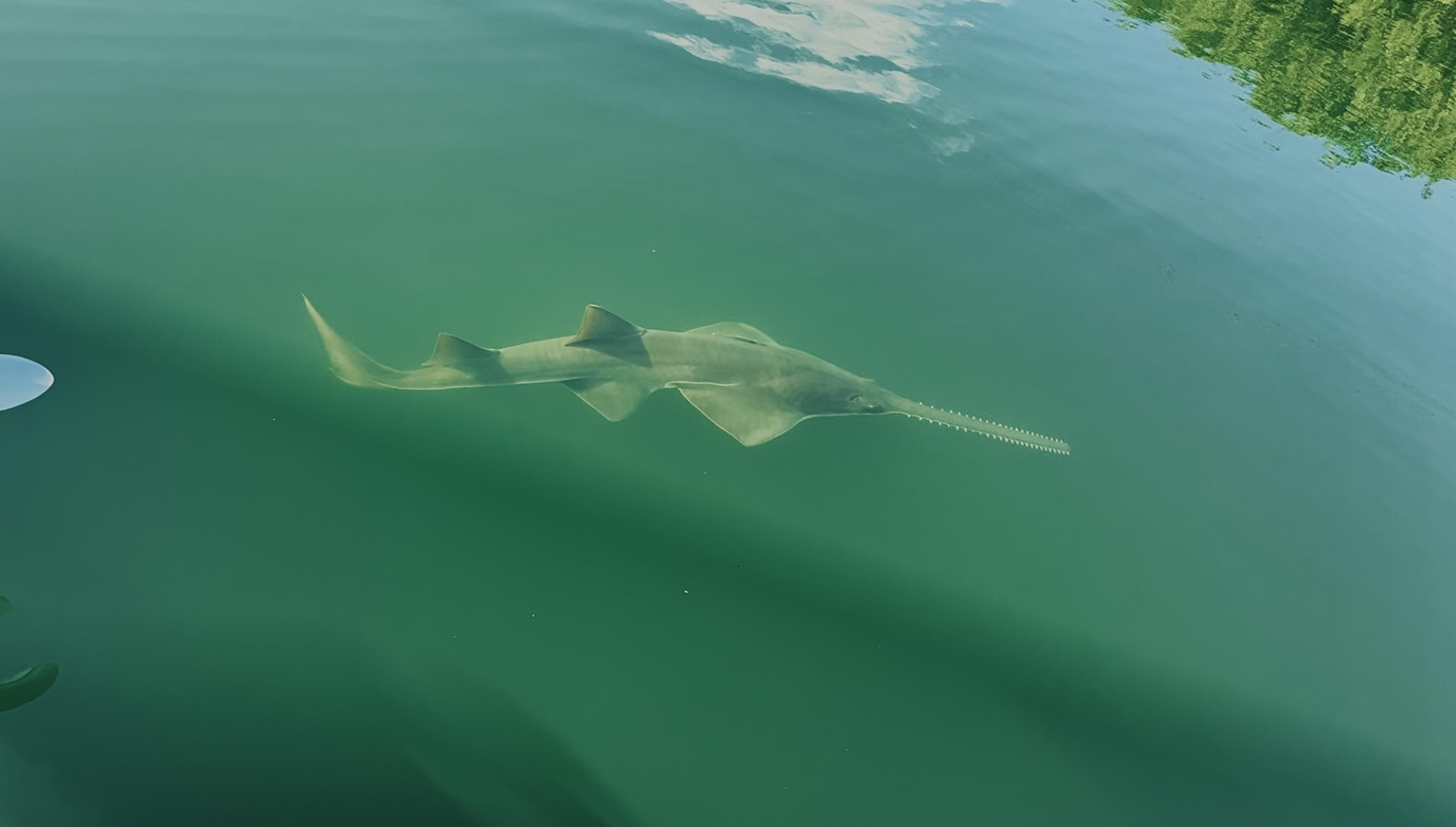 Seen A Sawfish