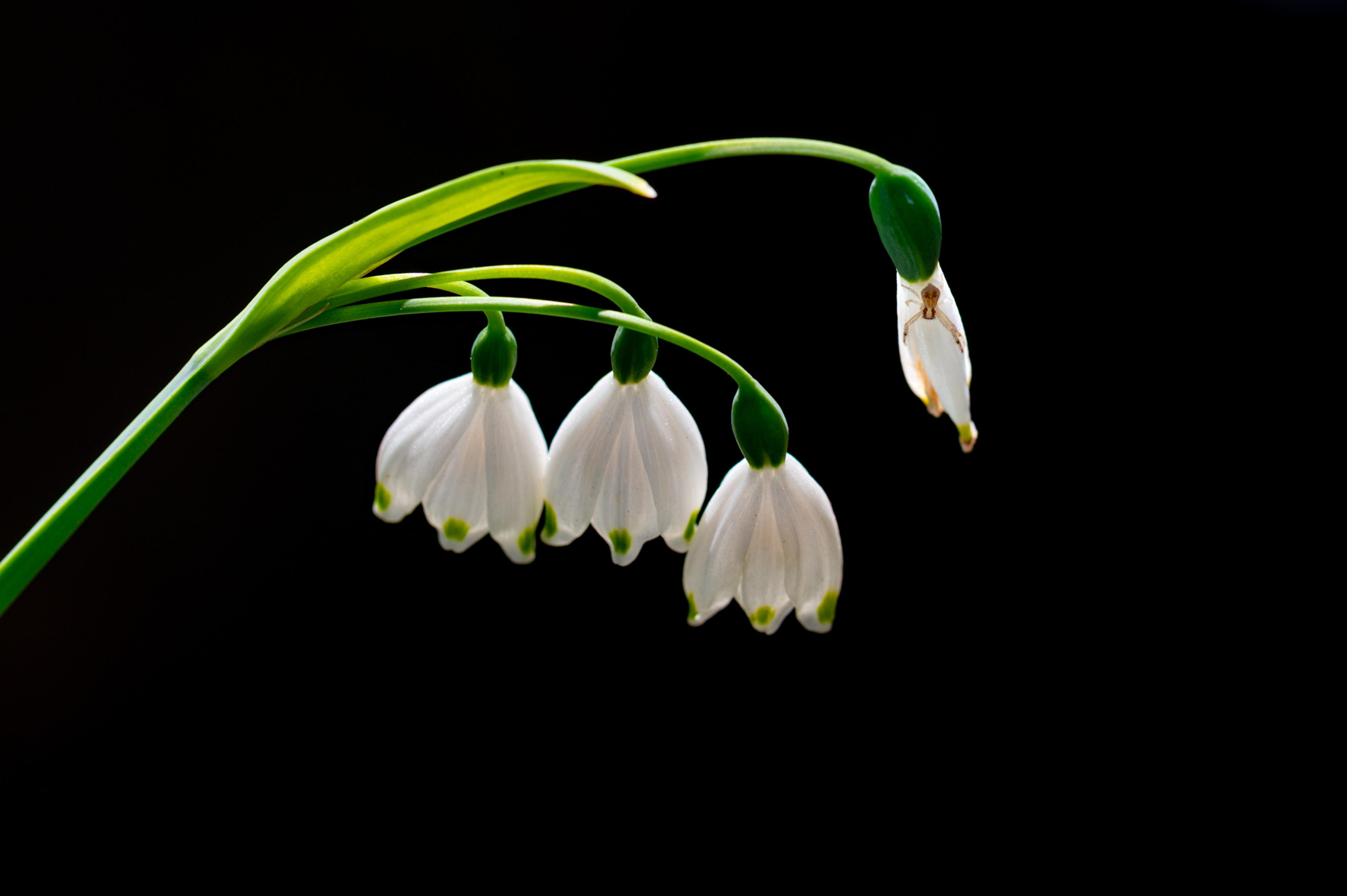 Snow Drop Spider