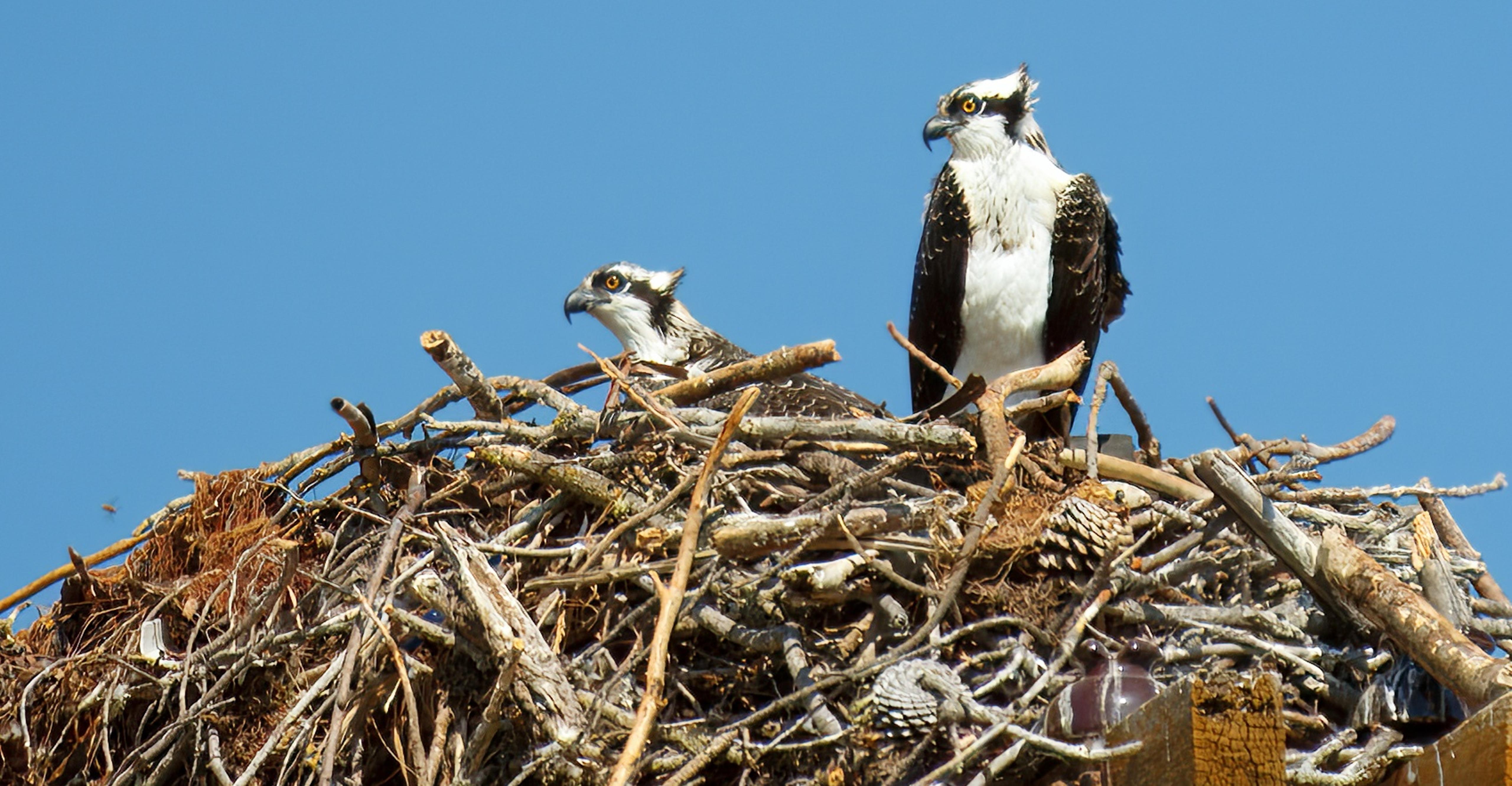 Point Molate Beach Nestling Ospreys 2754