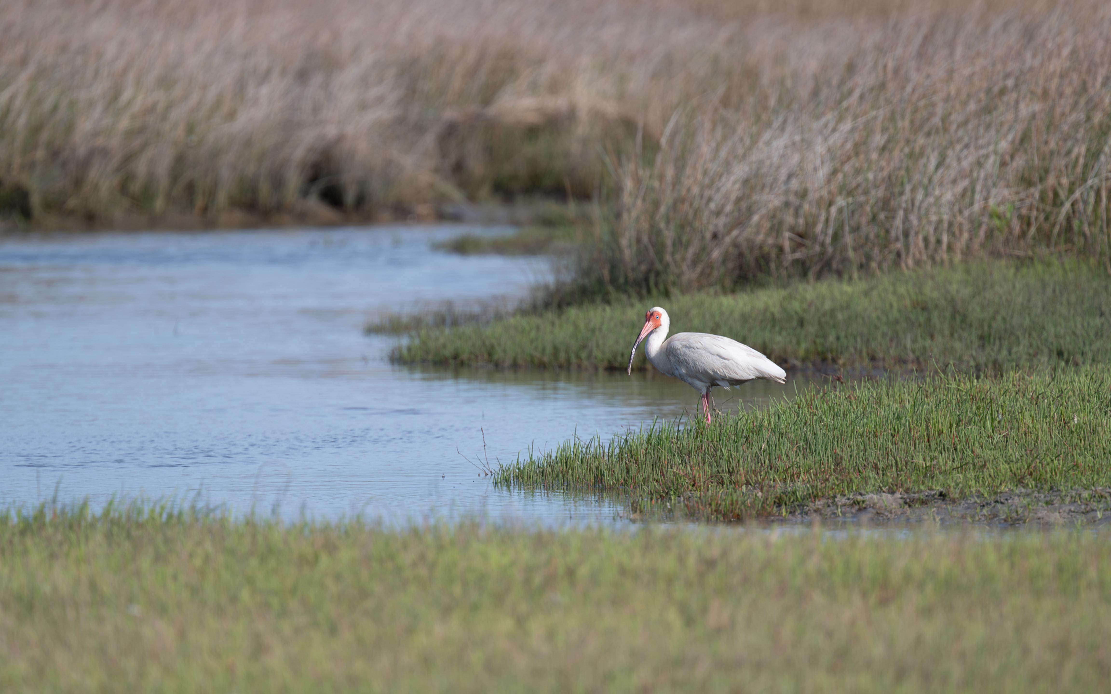 White Ibis