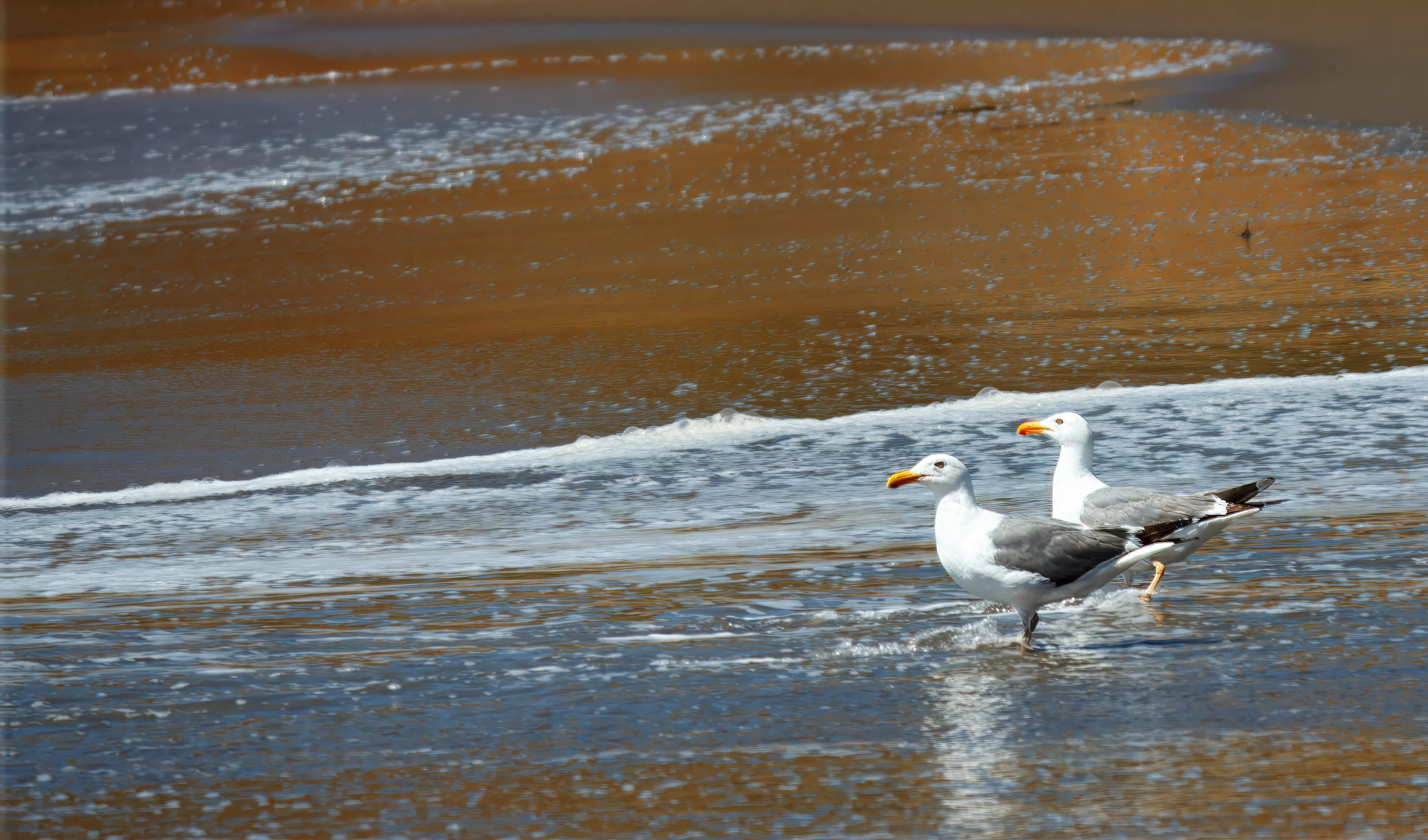 South Rodeo Beach Seagulls 1316