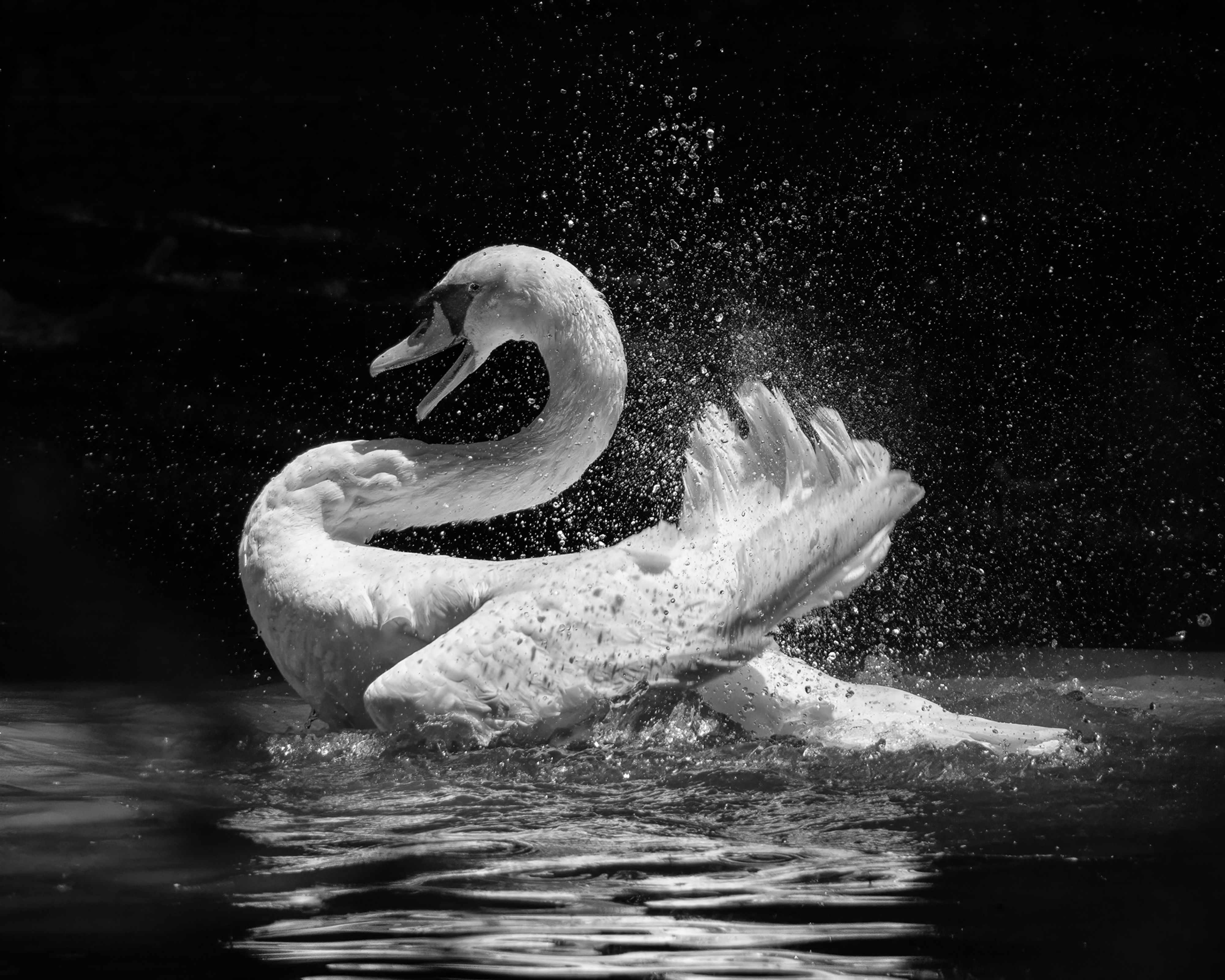 Dancing Swan