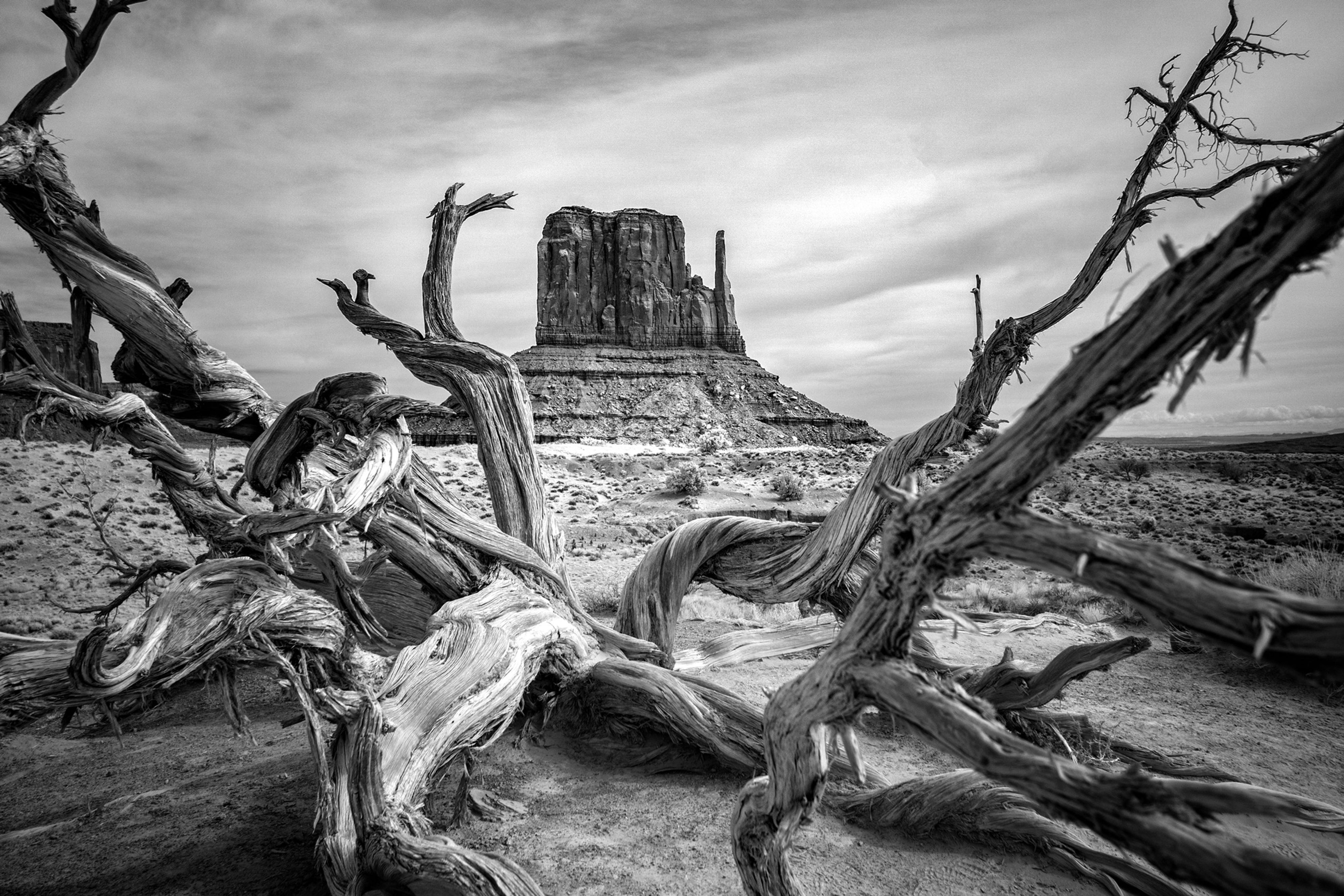 Twisty Wood at Mitten Rock