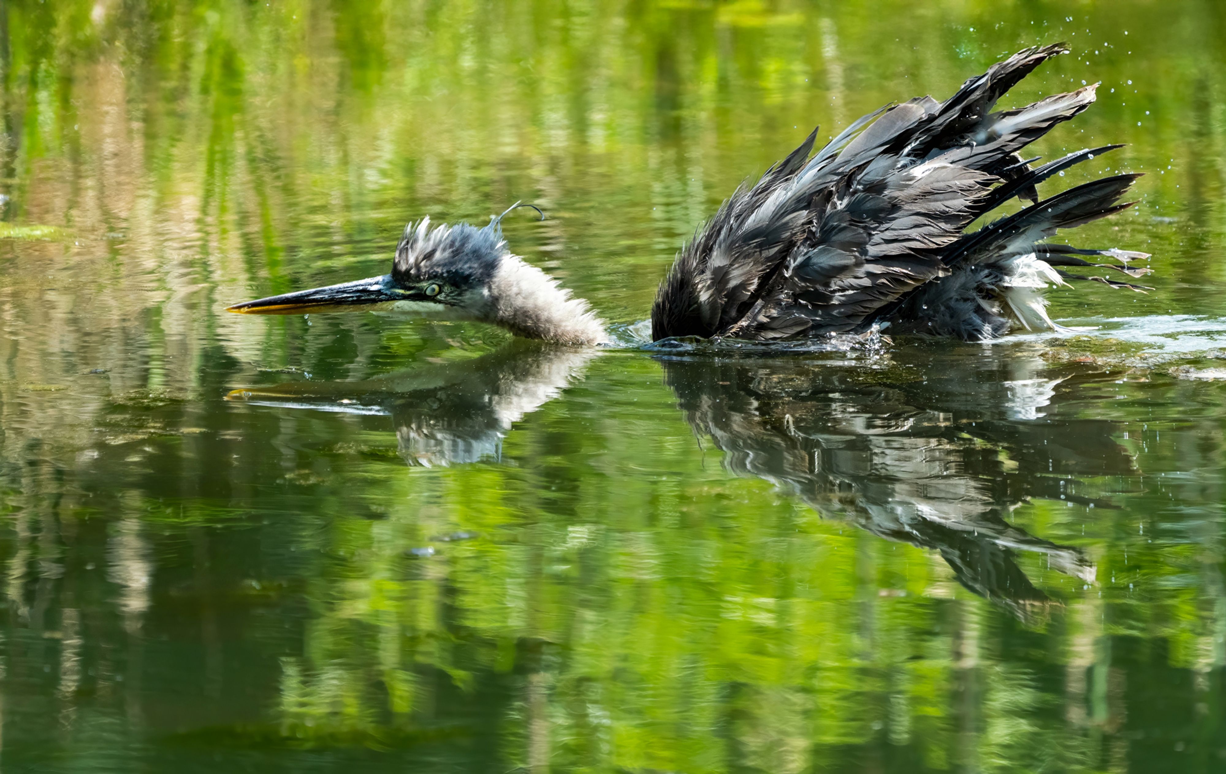 Heron Swimming