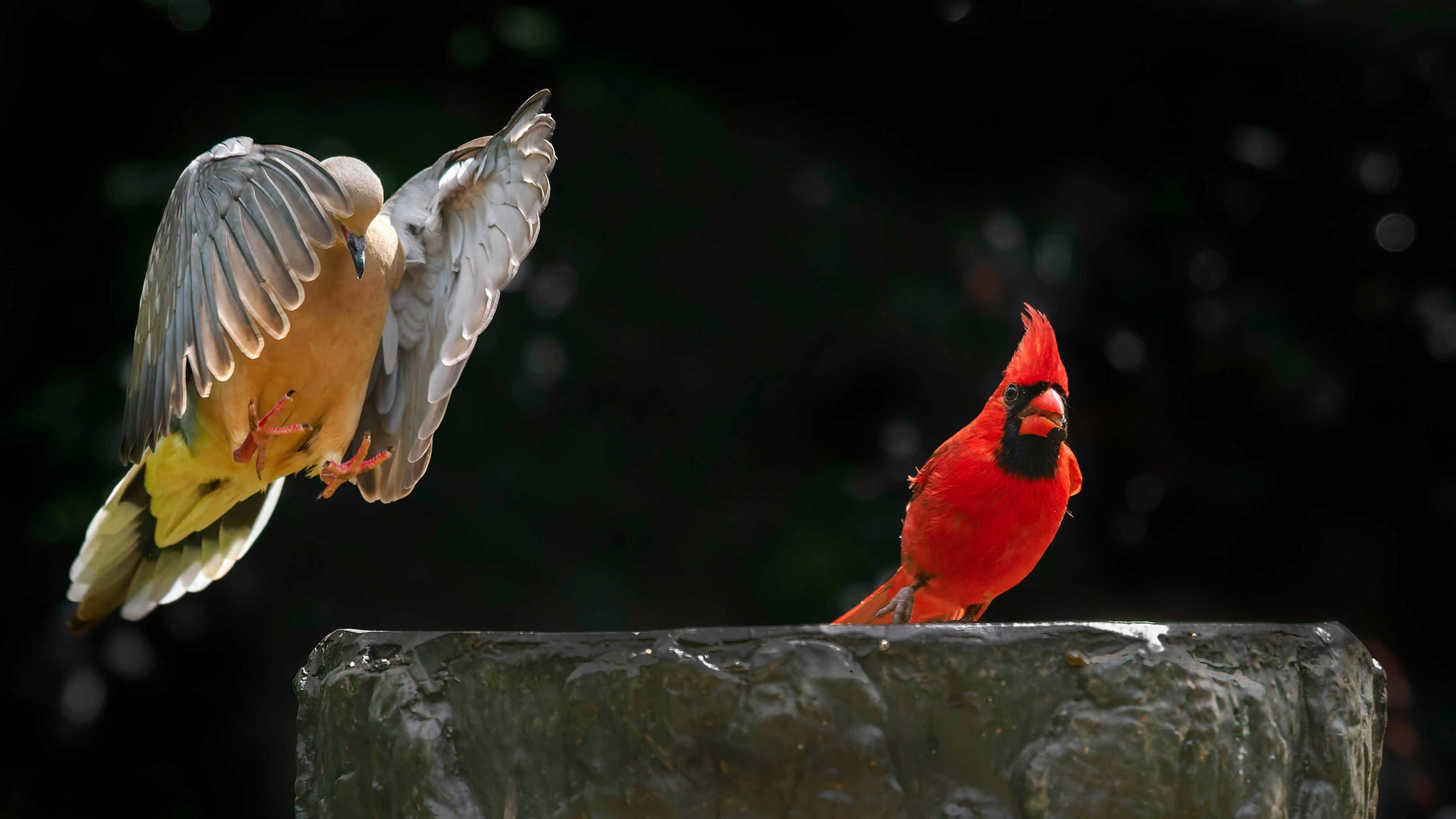 Hope he sticks the landing