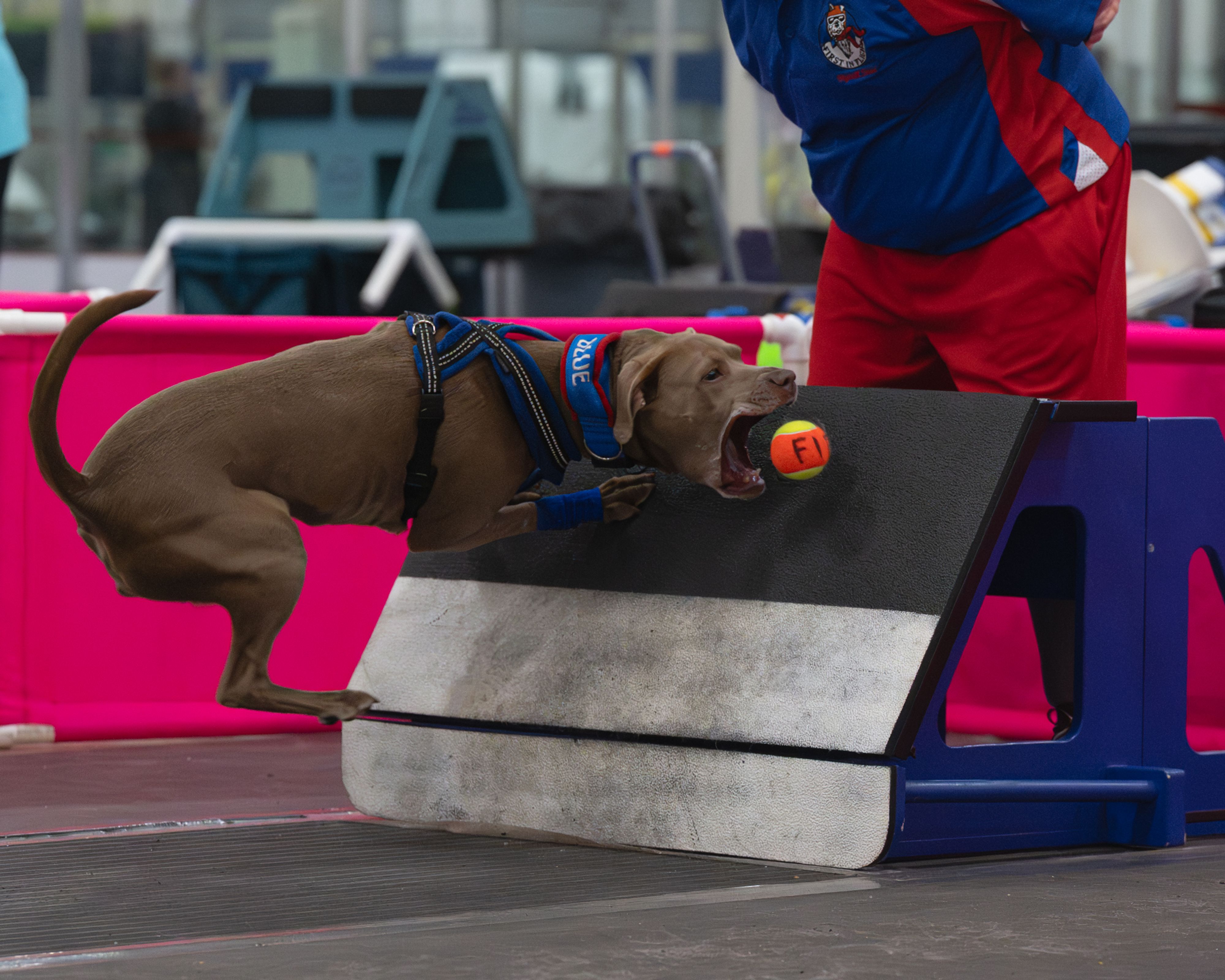 Flyball Grab