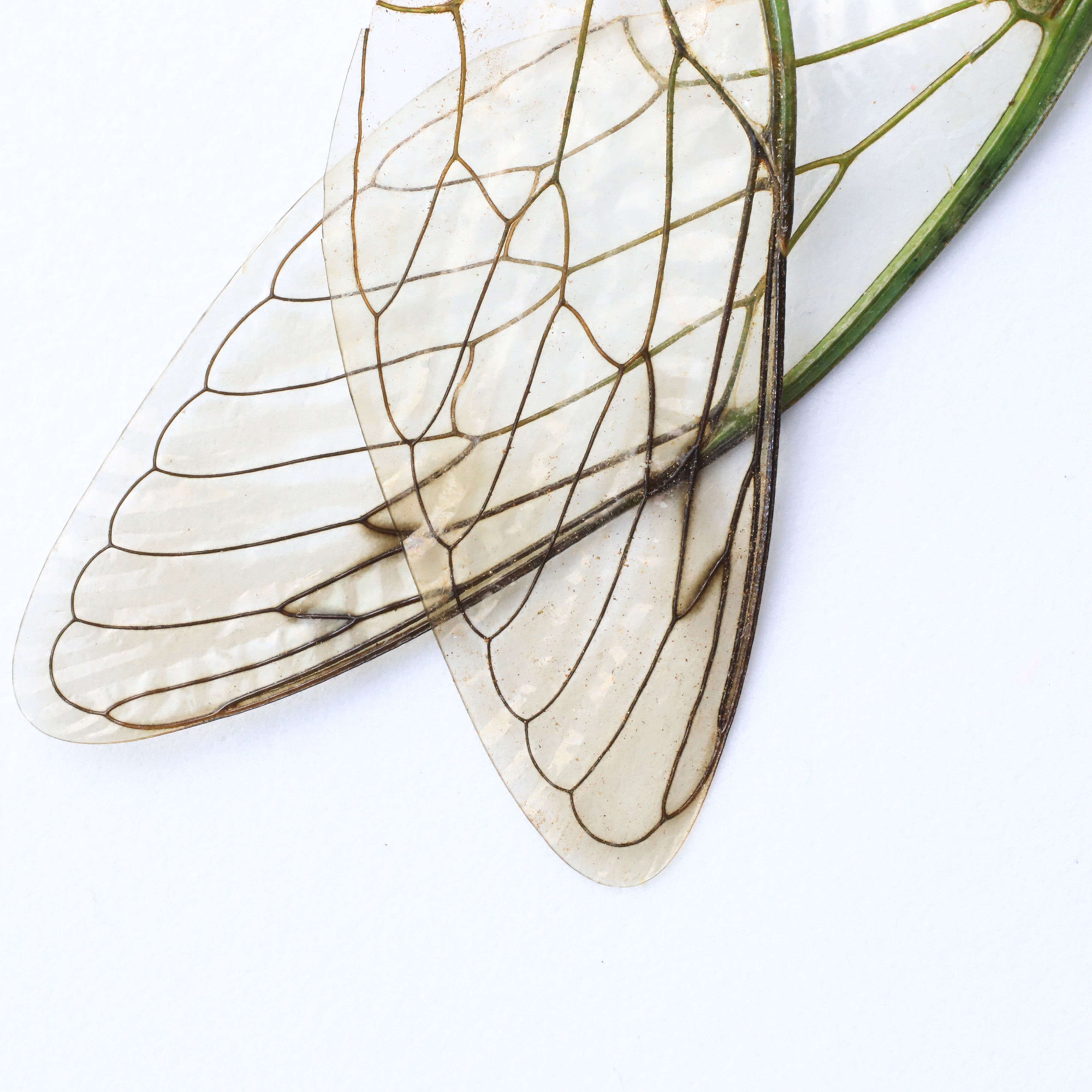 Cicada Wings