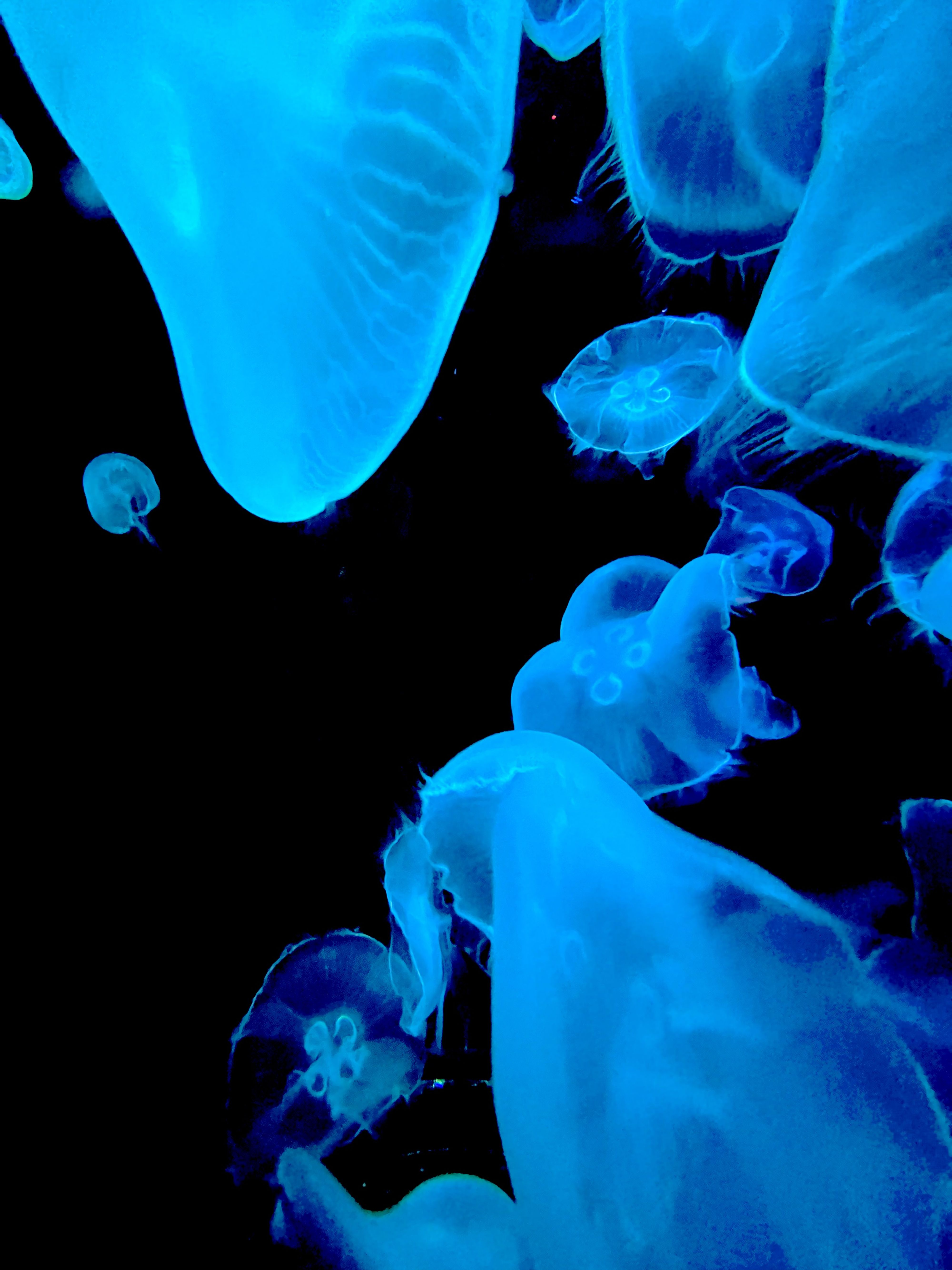 Blue Moon Jellies