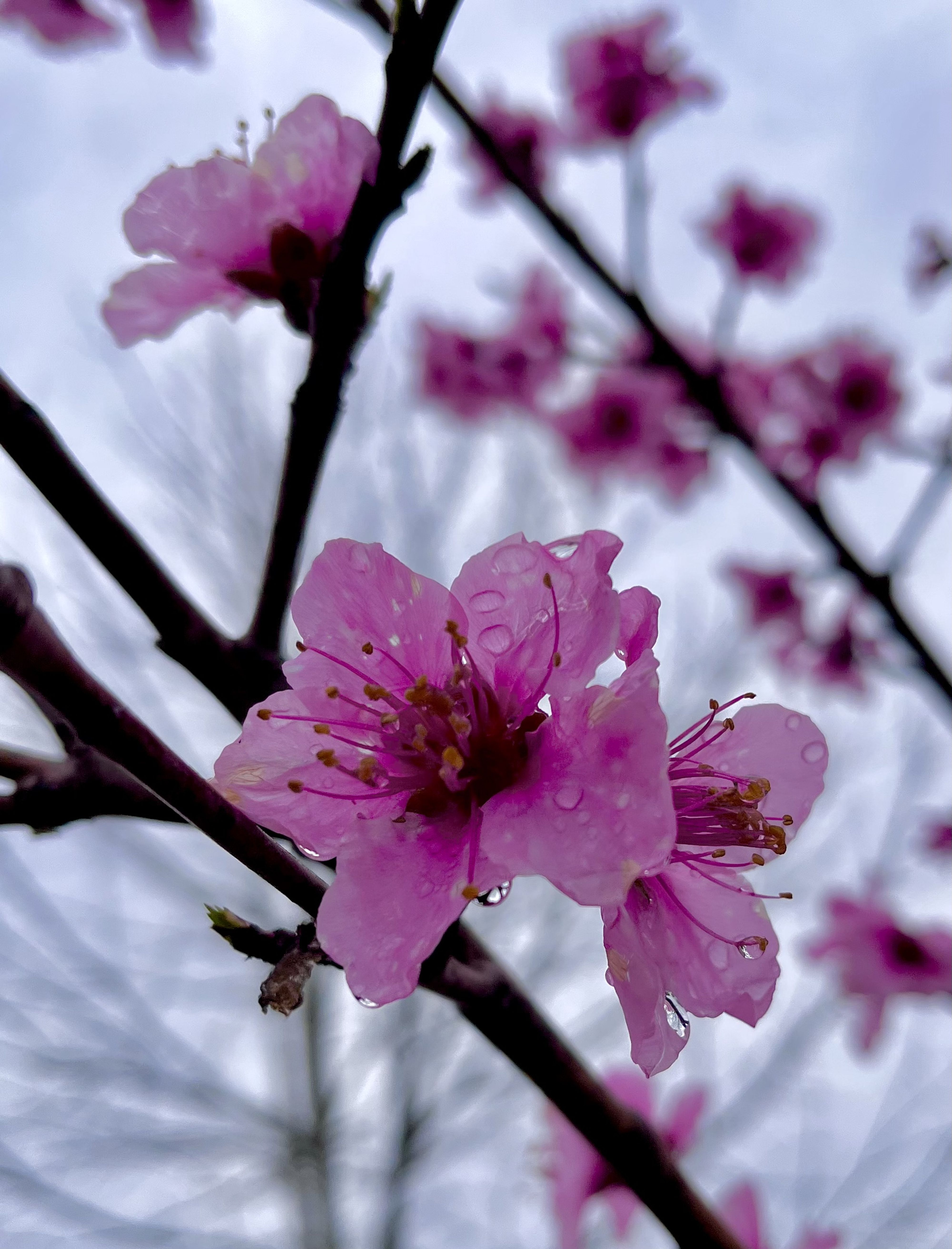 Dripping Cherry Blossom