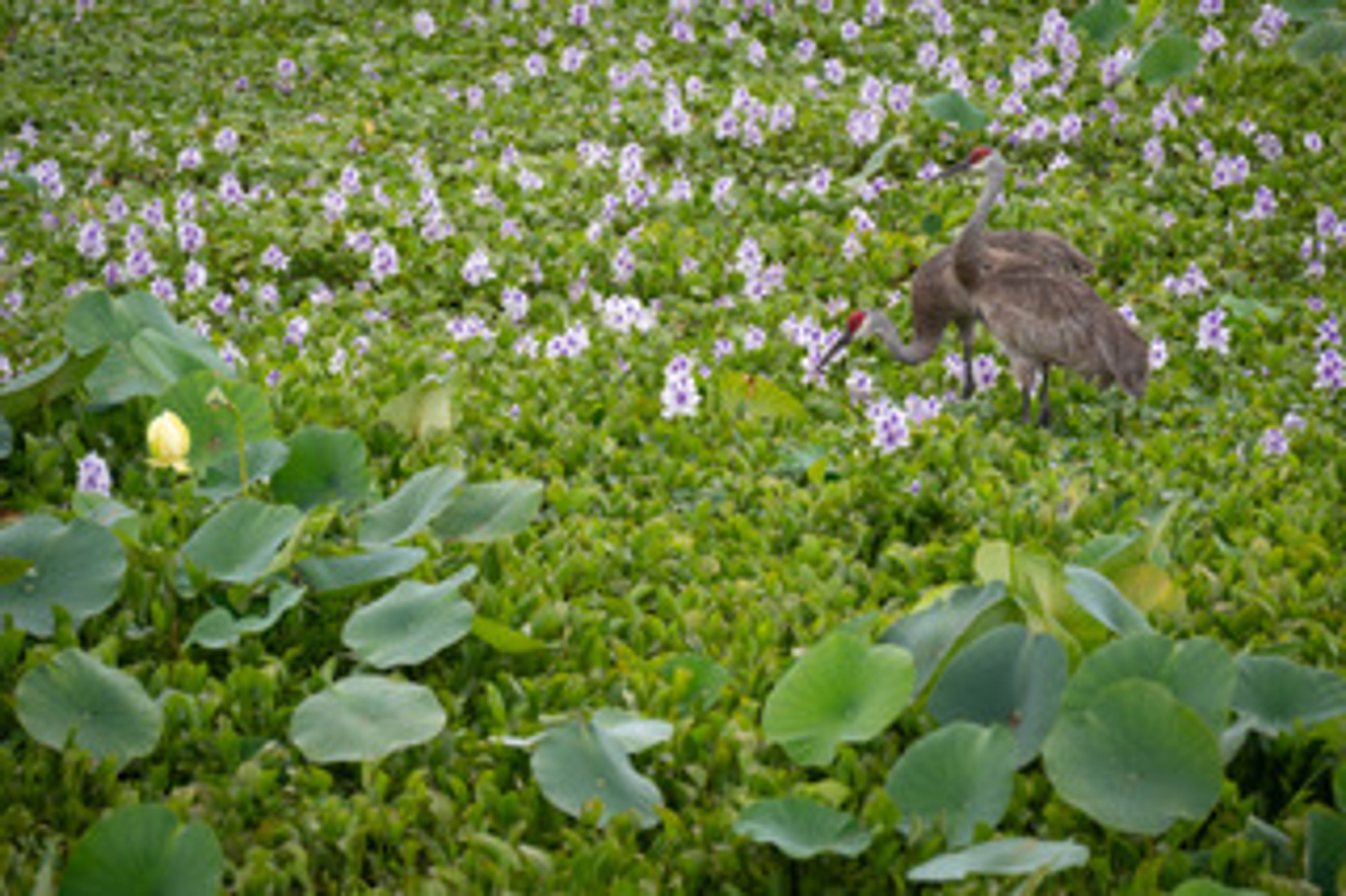 Sandhill Cranes