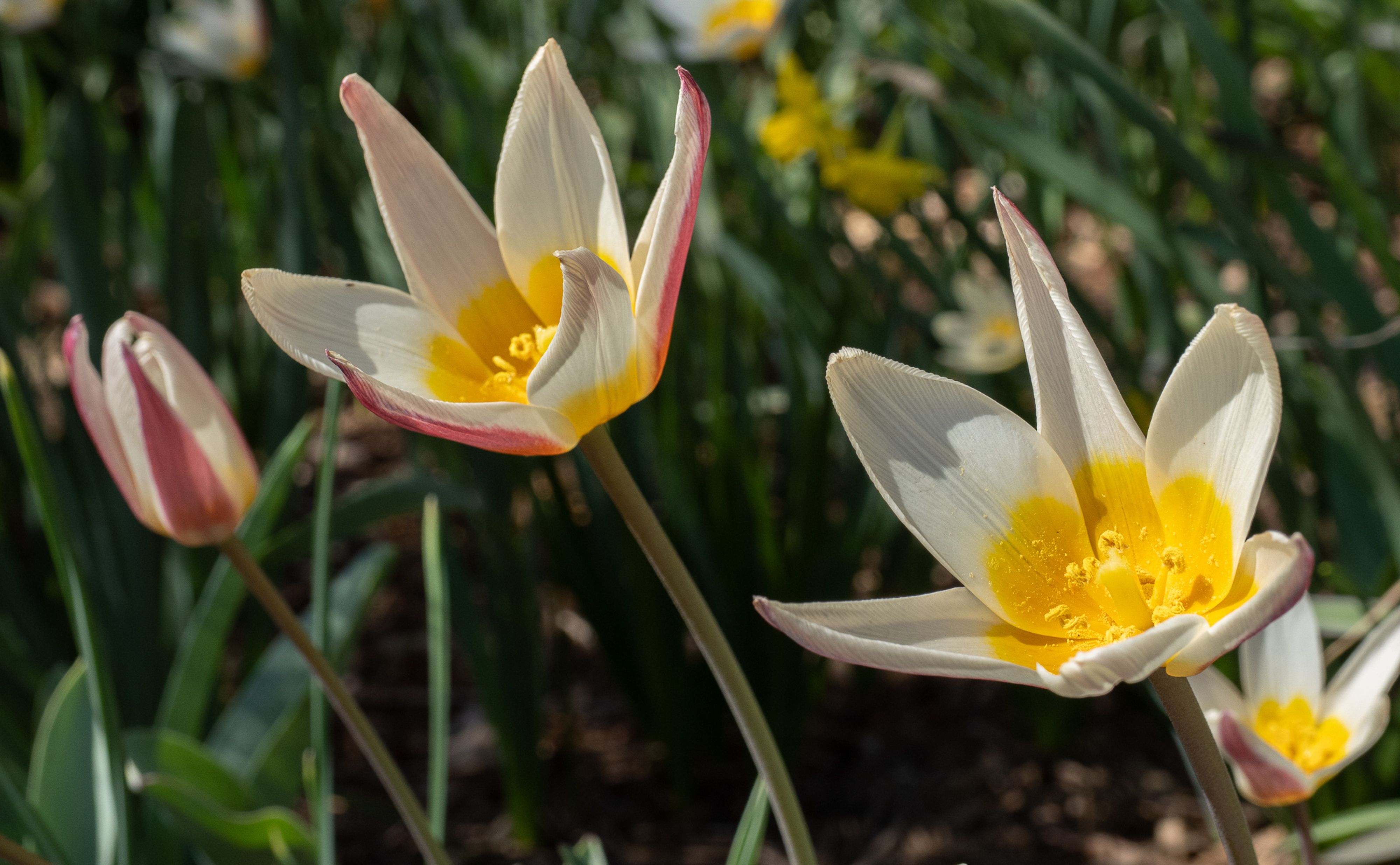 Lady Jane Tulips 3220034