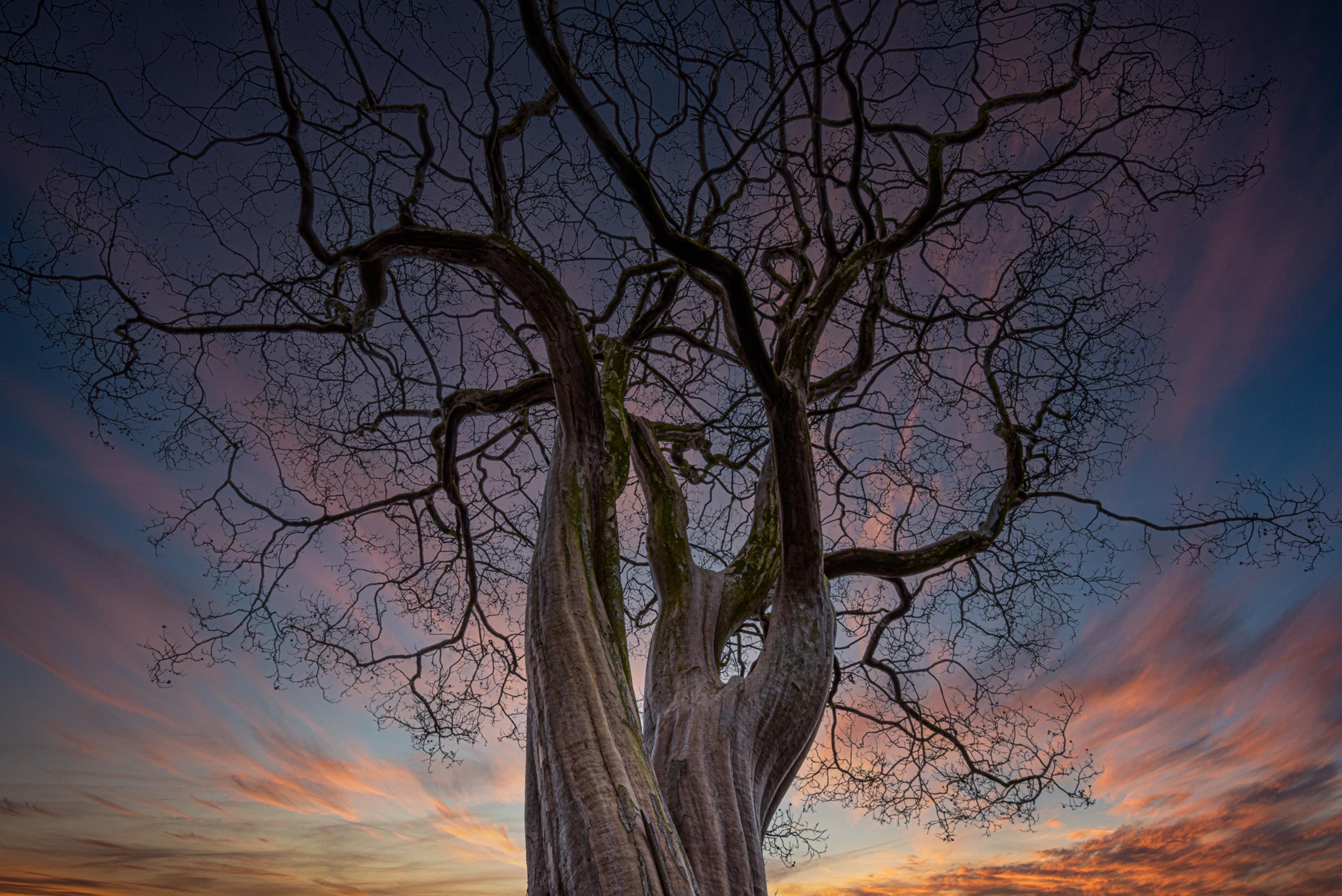 Sunset Tree