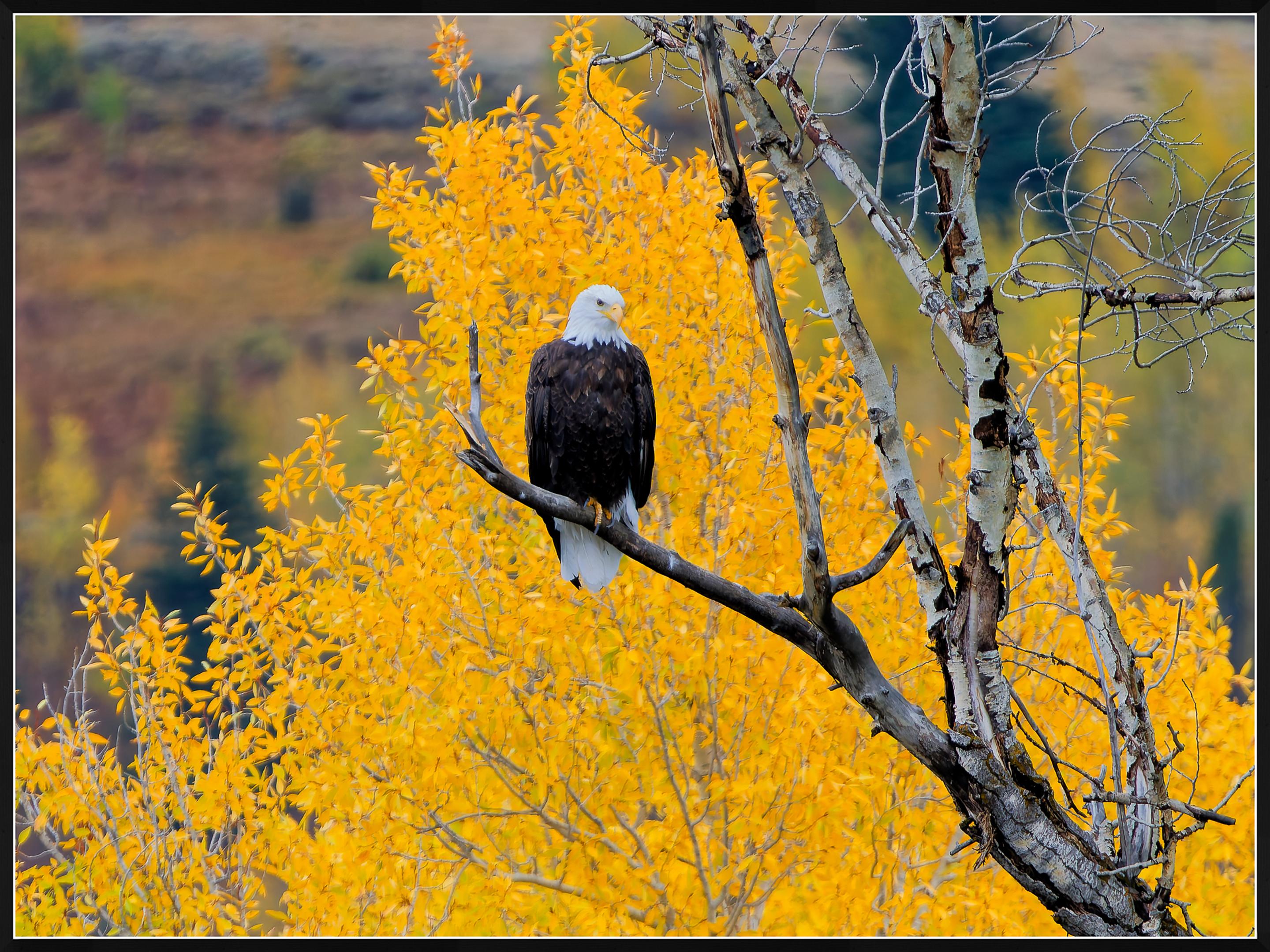 Aspen Eagle