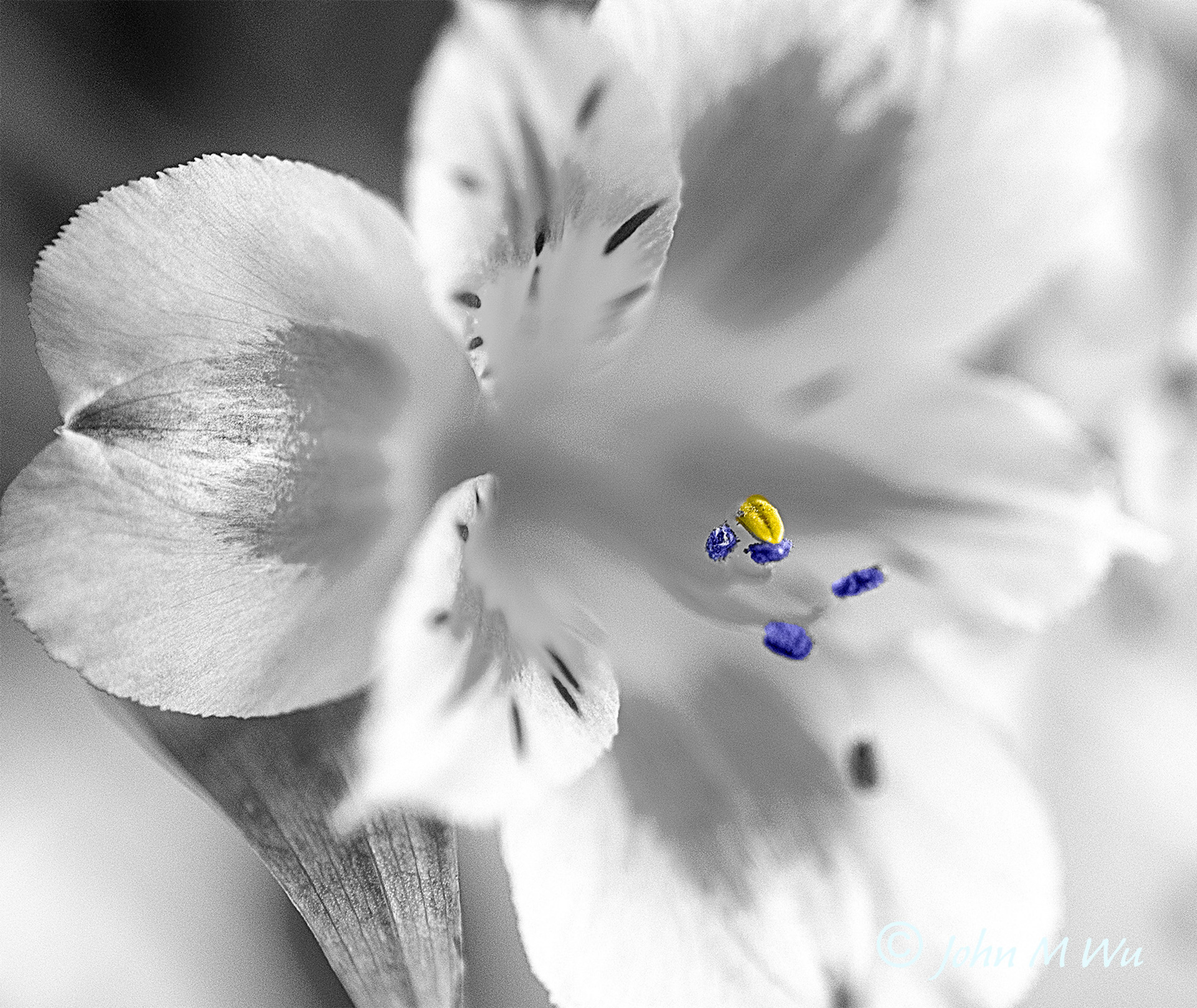 John WU - Touch of Color