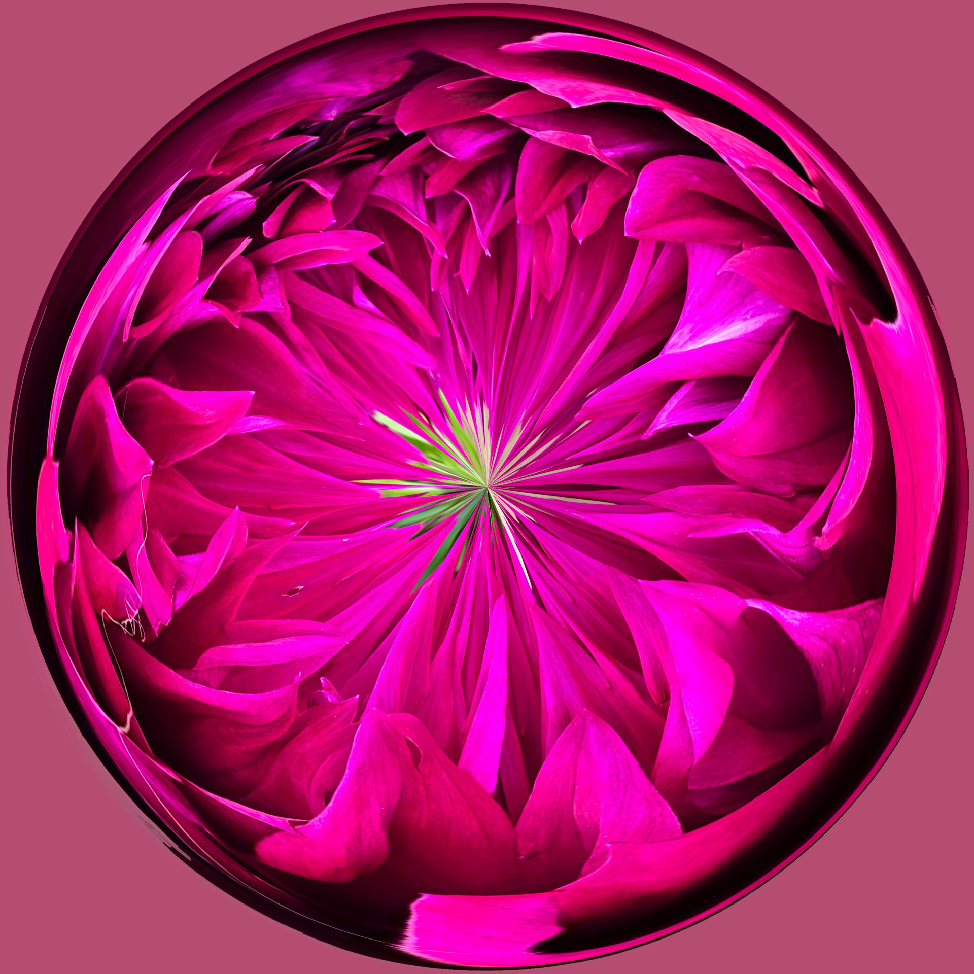 Dahlia Orb