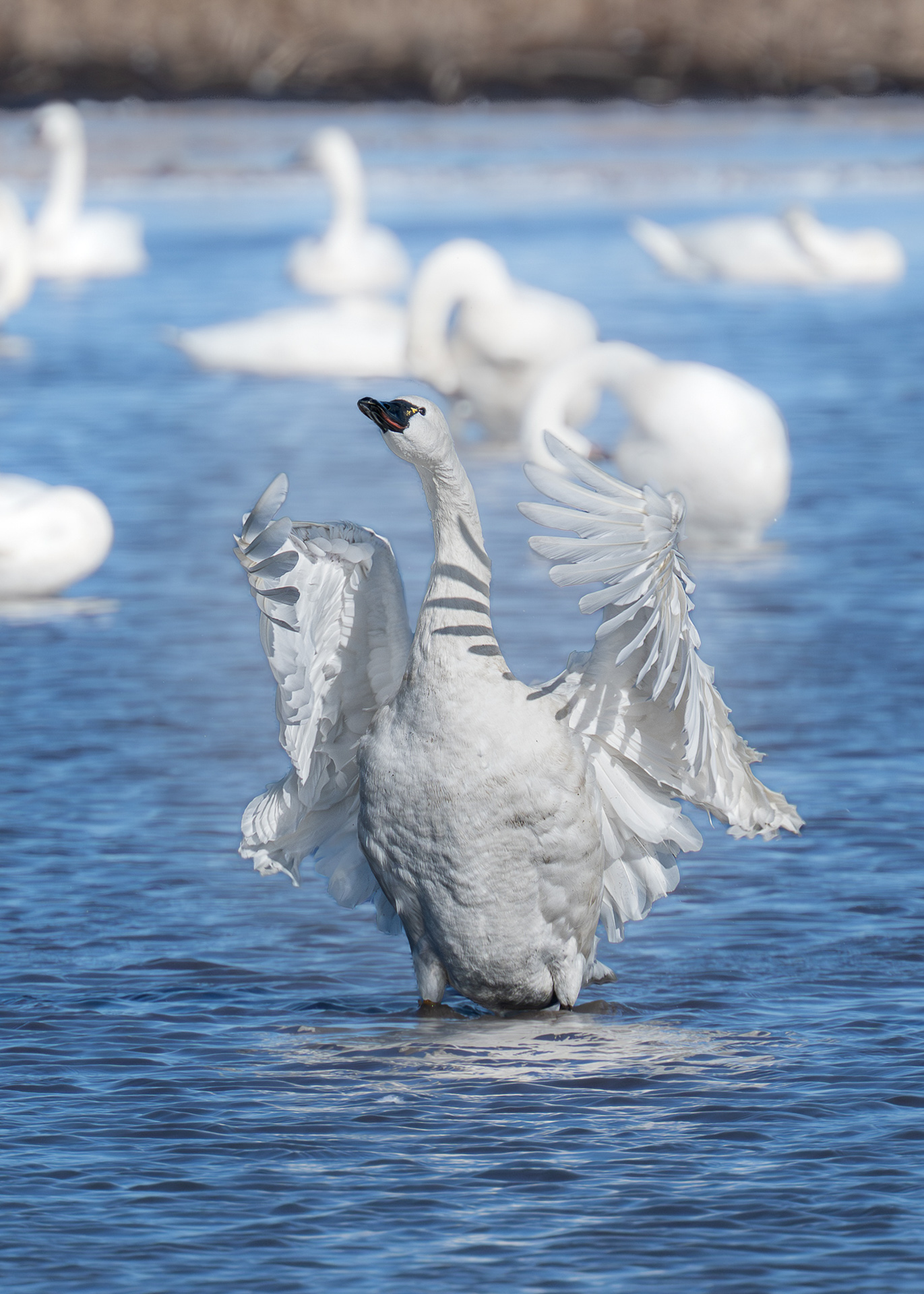 Timothy Hutson - Taking the Stage
