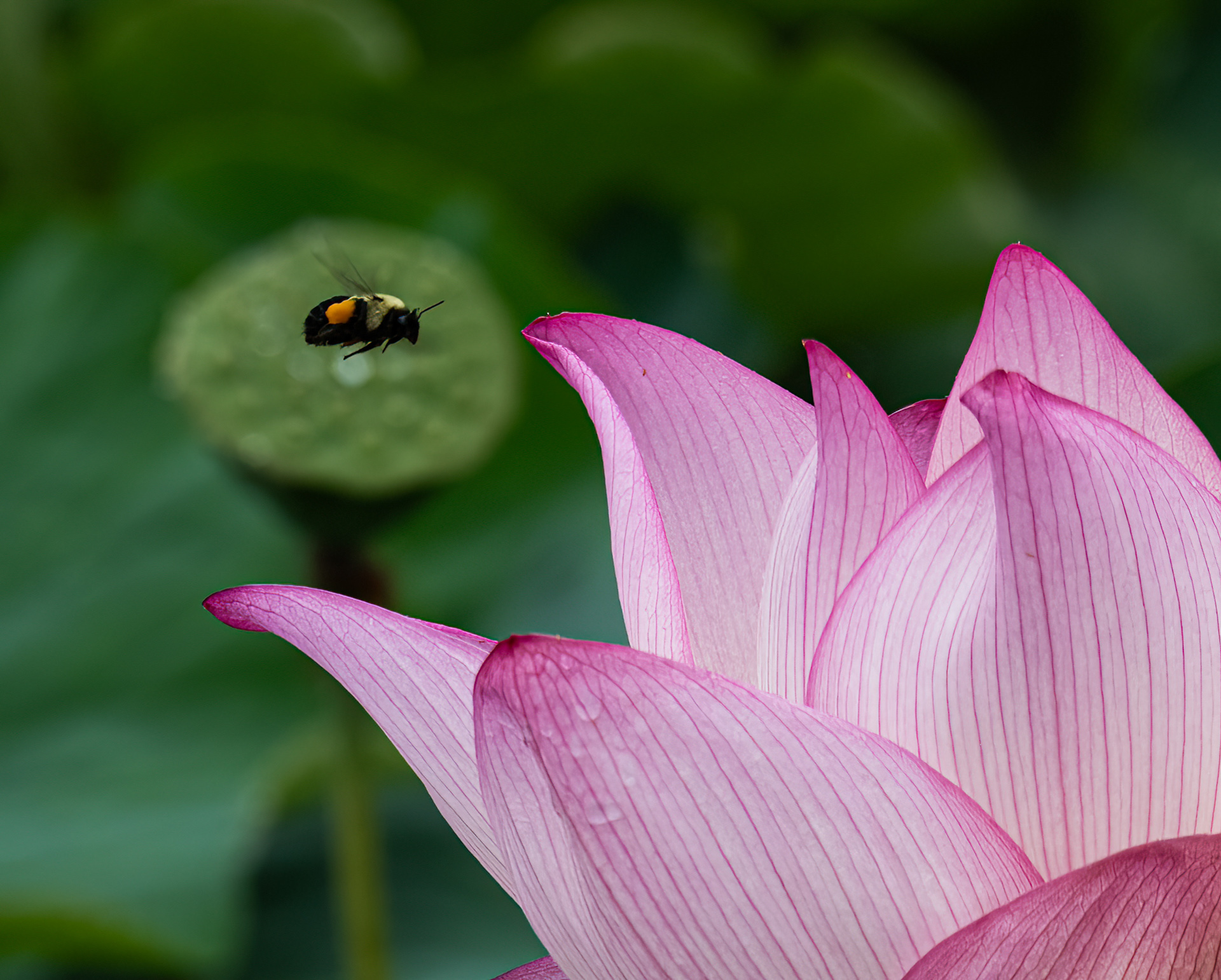 Bee and Lotus