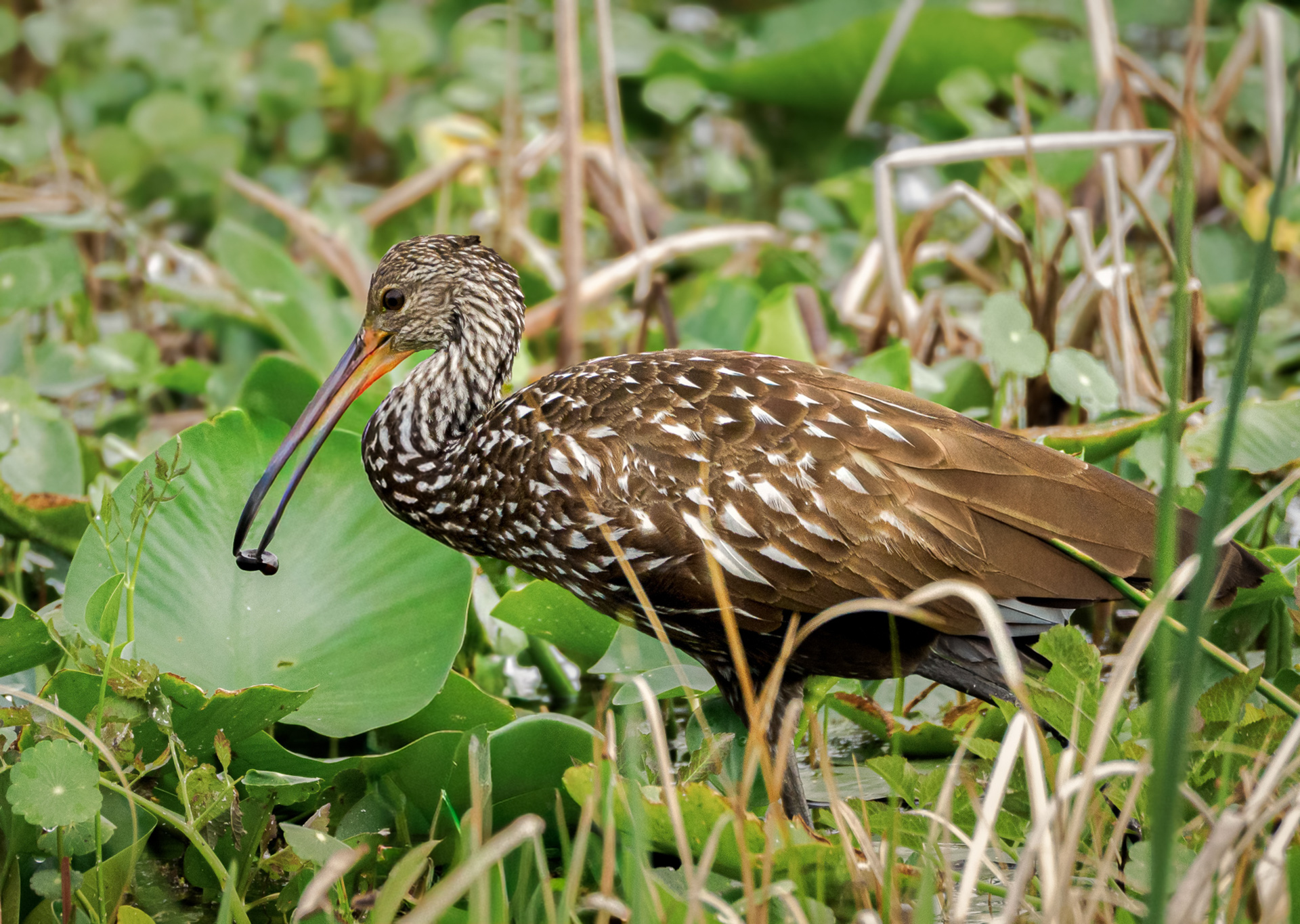 Limpkin