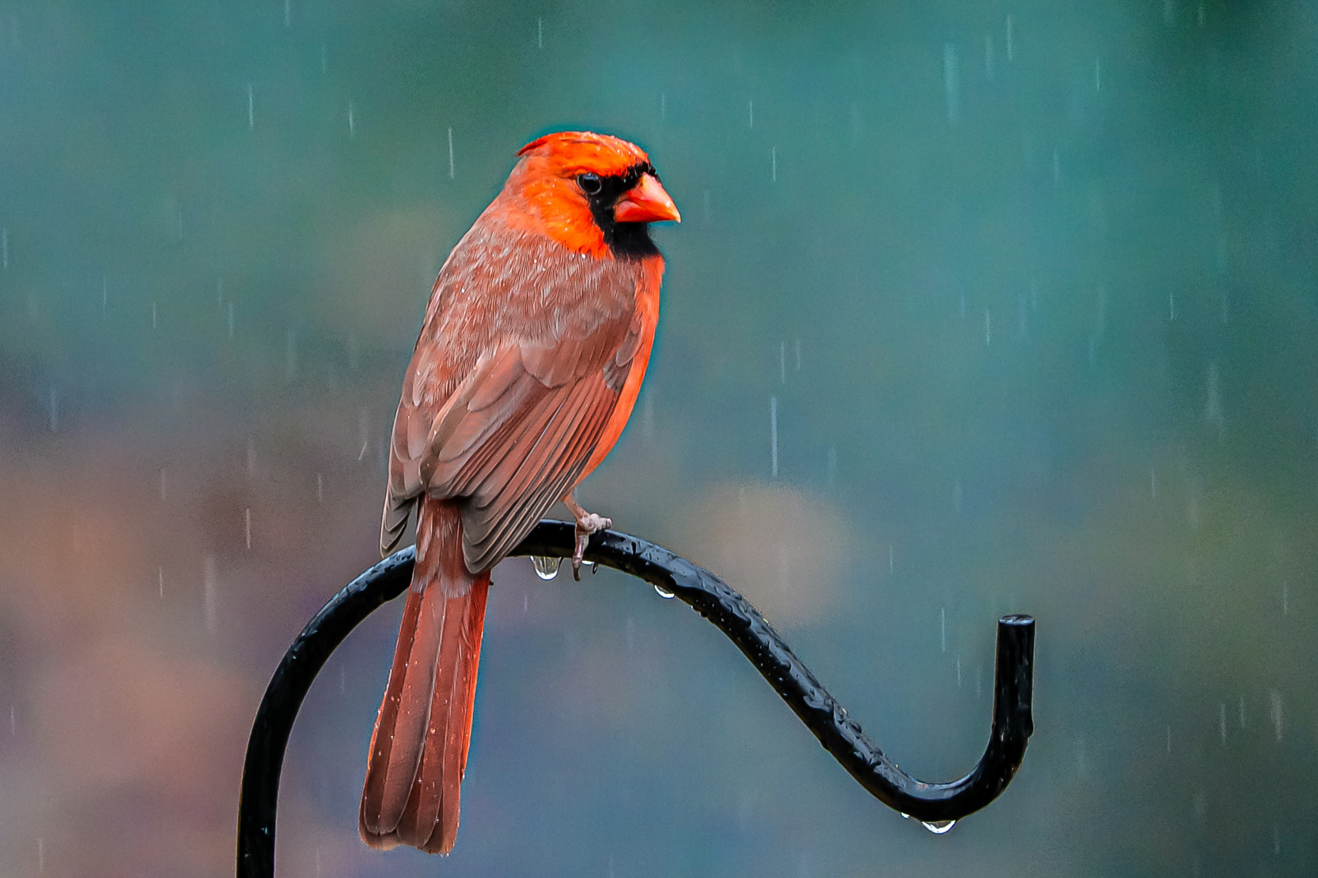 Preston Corbett - IN the Rain