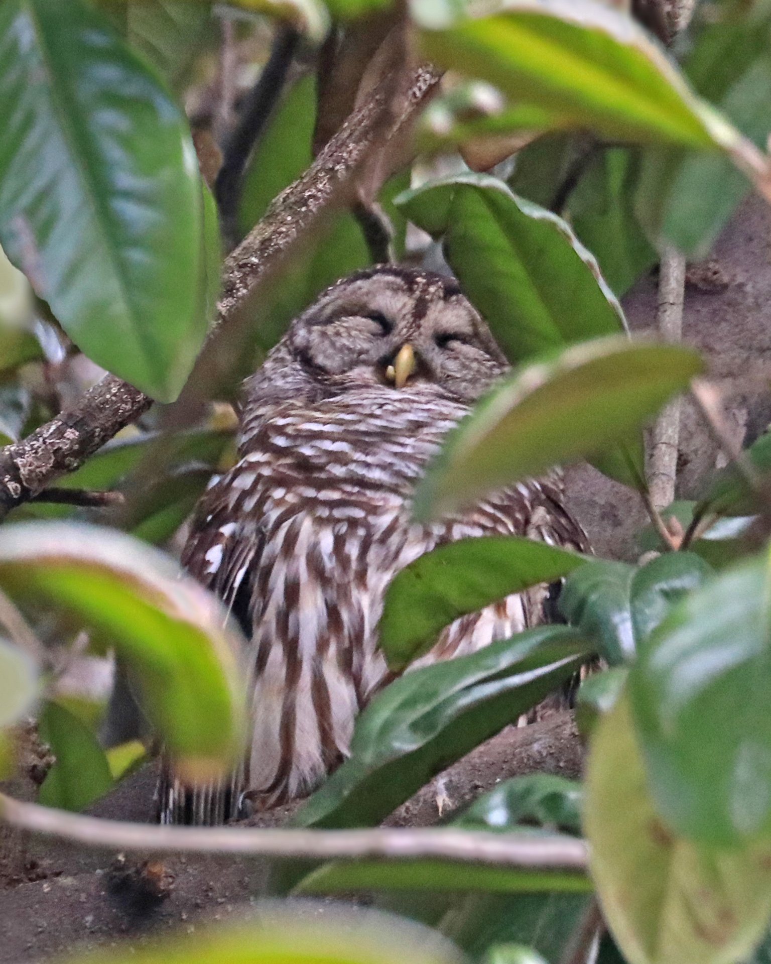 Just Resting My Eyes