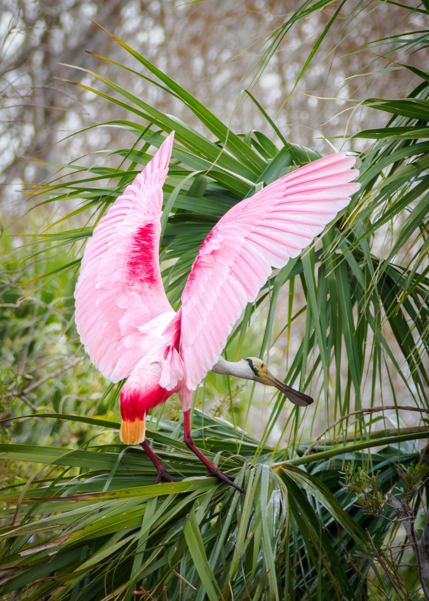 Marinella Holden - Roseate Spoonbill