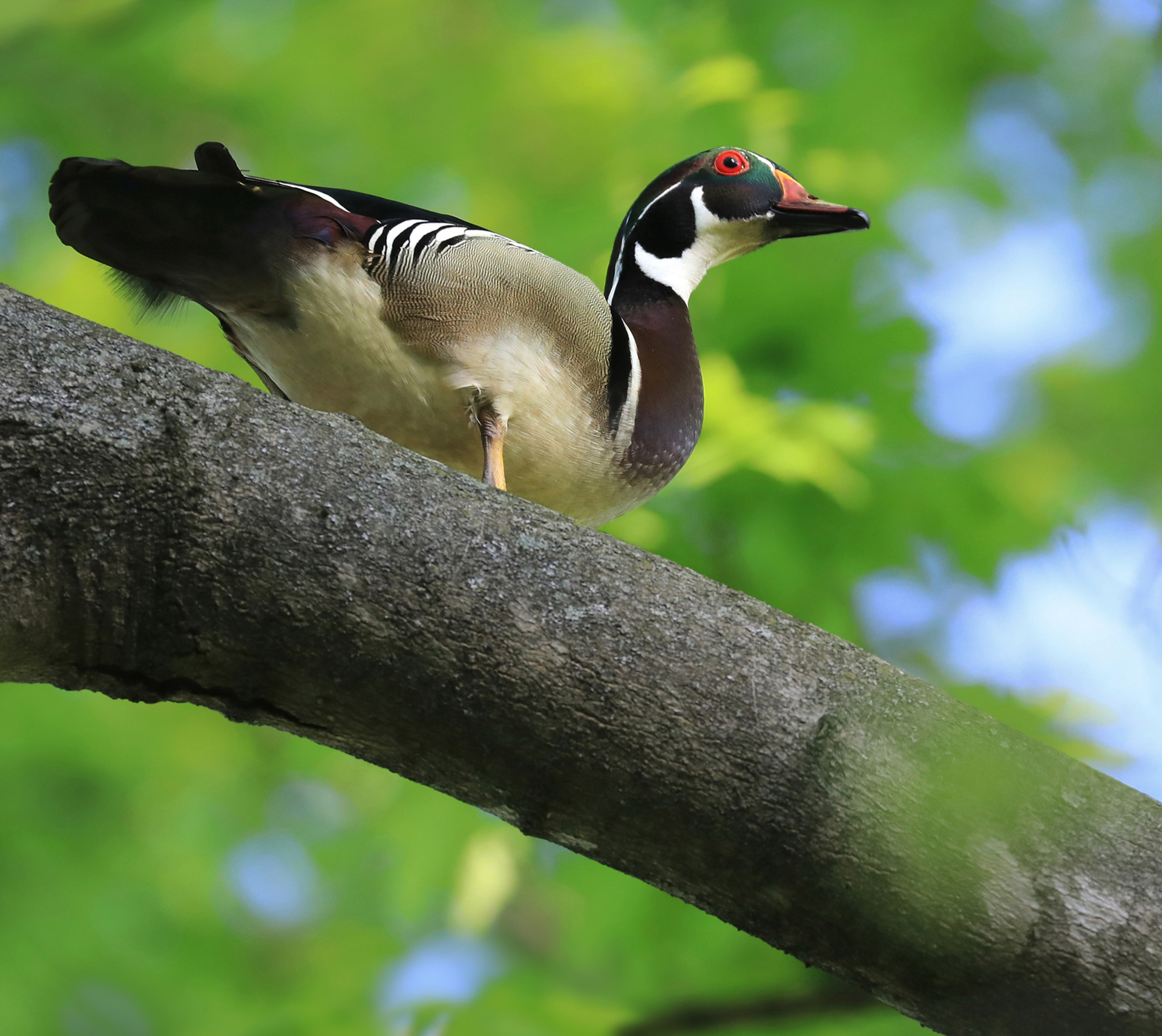Wood Duck on High