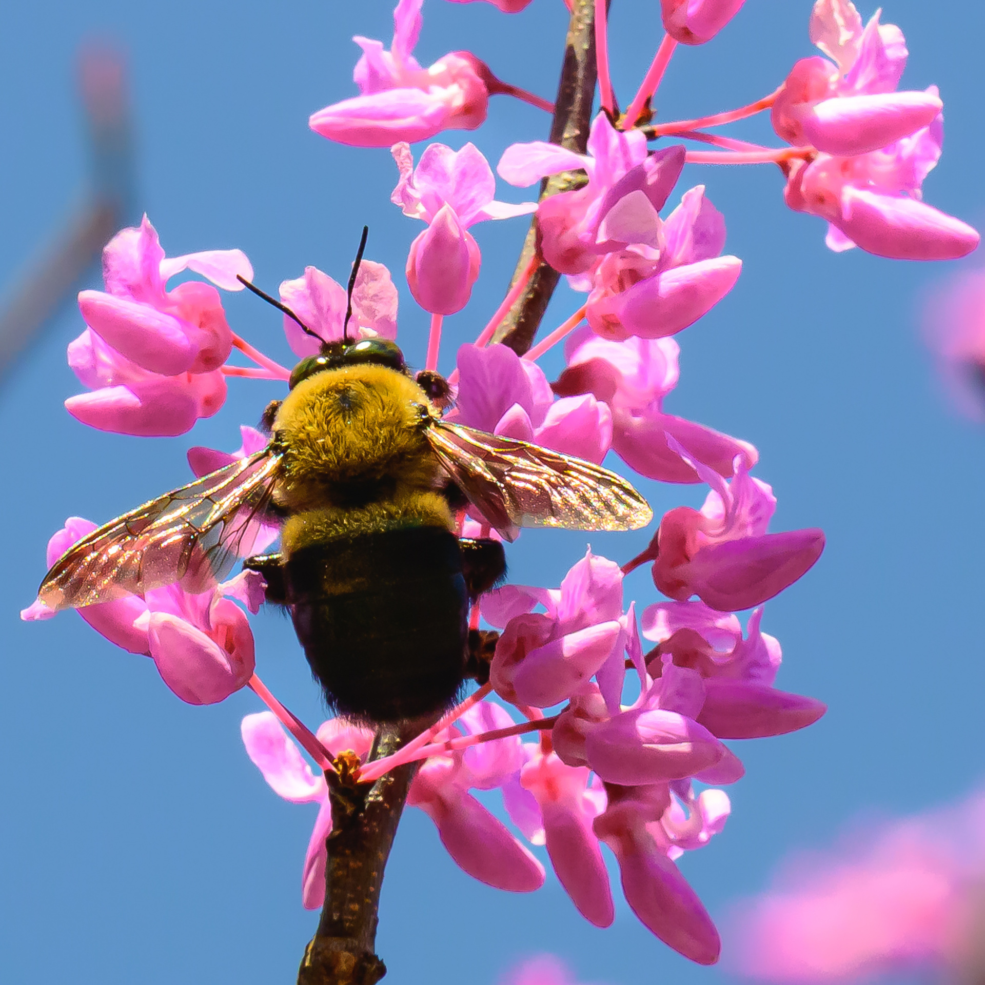 Preston Corbett - Spring Work