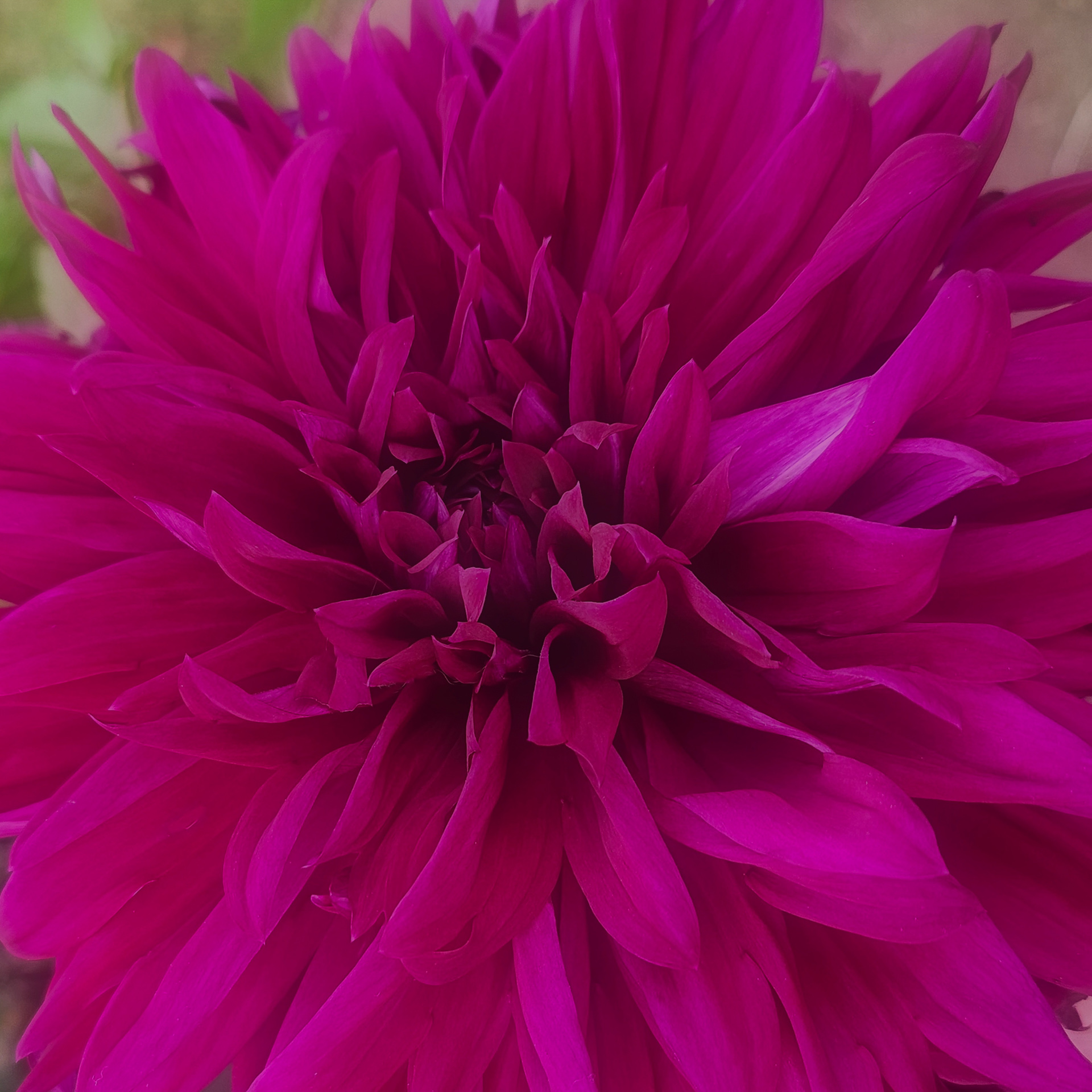 Dahlia Crop