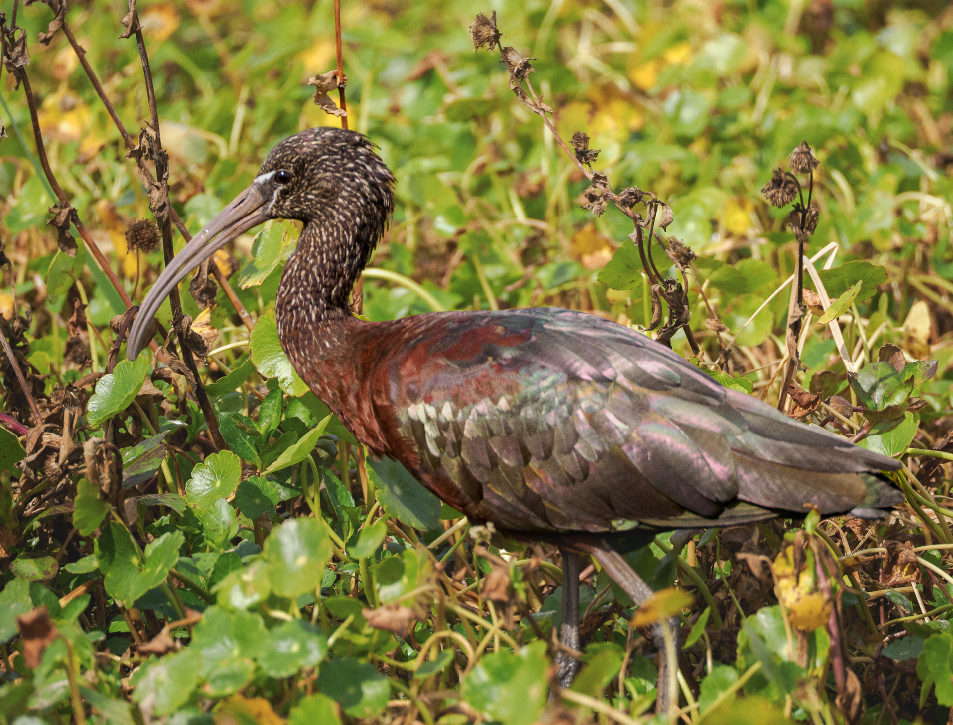 Glossy Ibis