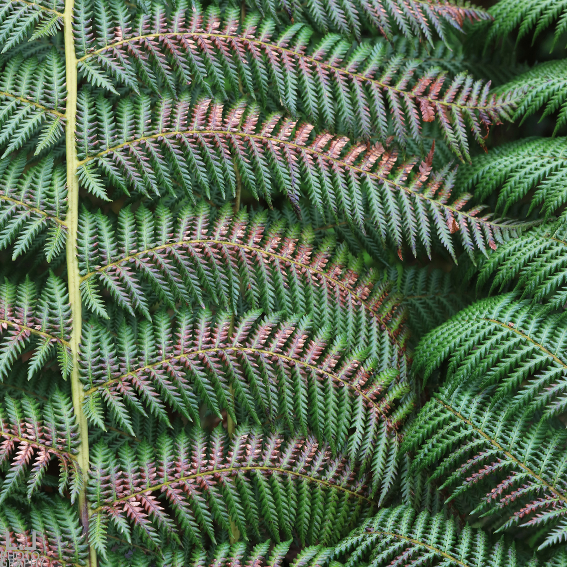 Kells Irish Ferns