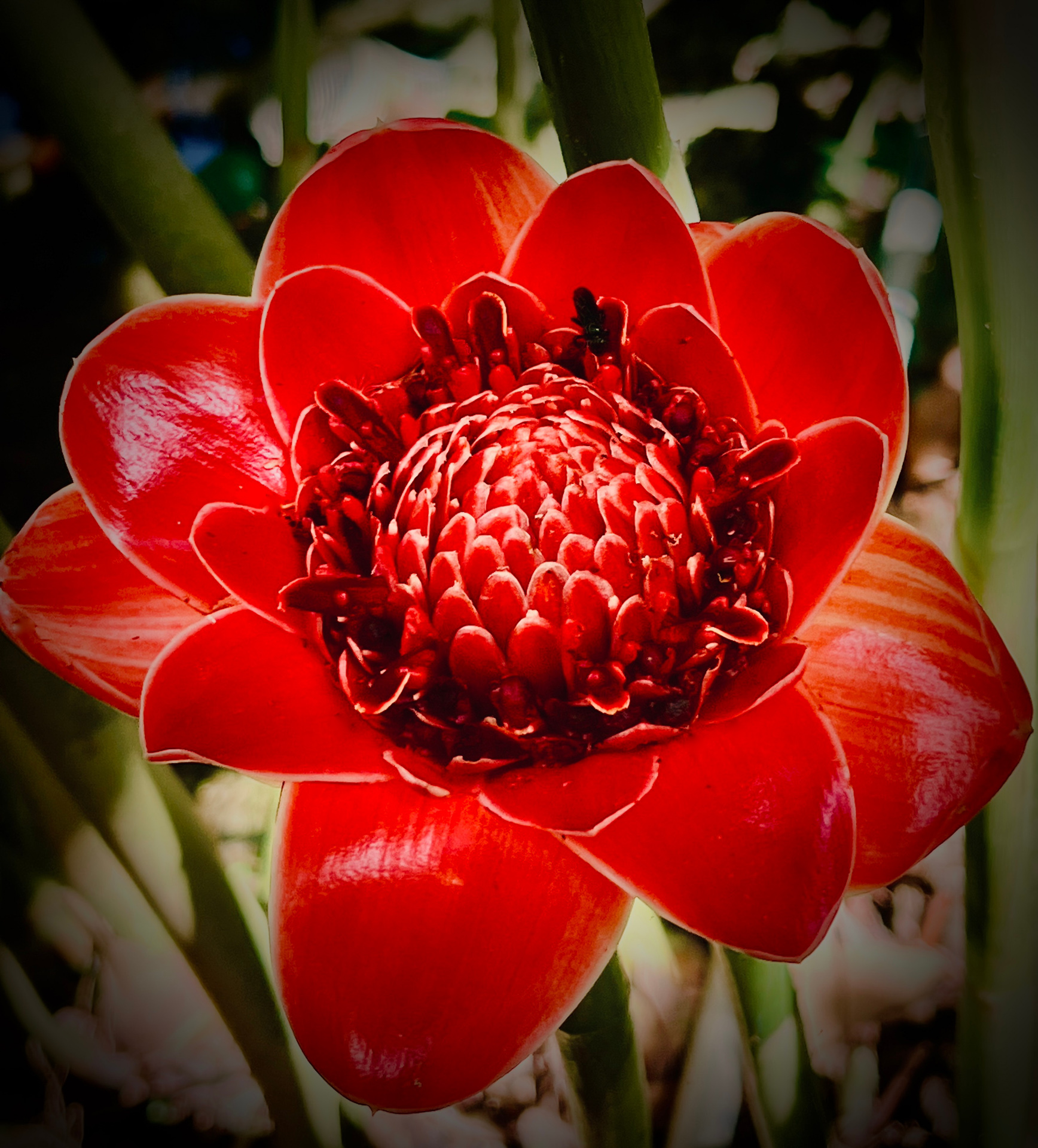 Louise Dunn - Fireball