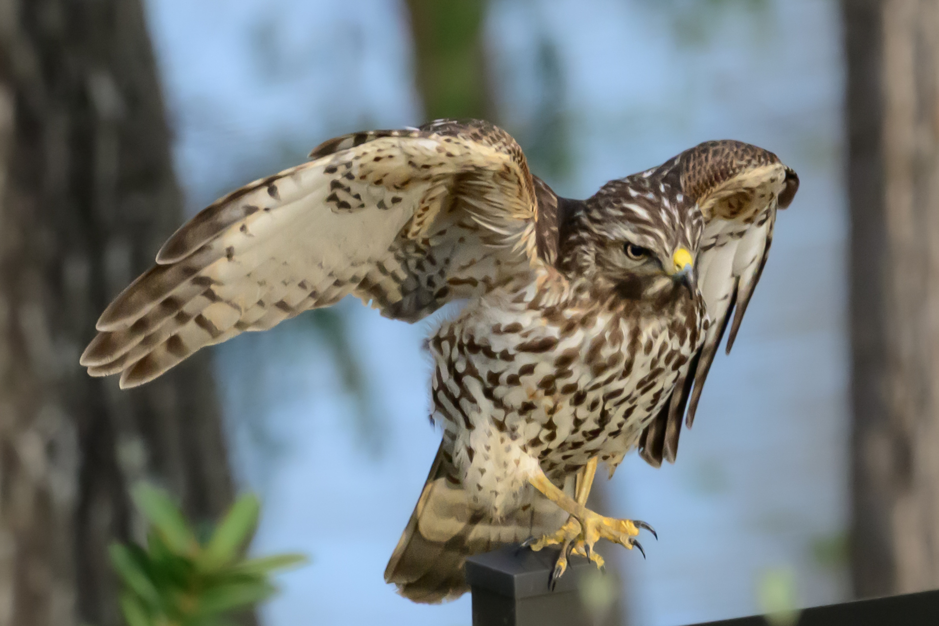 Preston Corbett - Final Approach