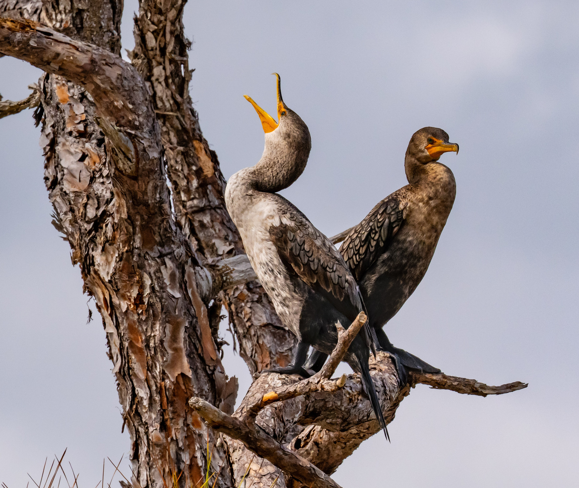 Franklyn Millman - Merit Island