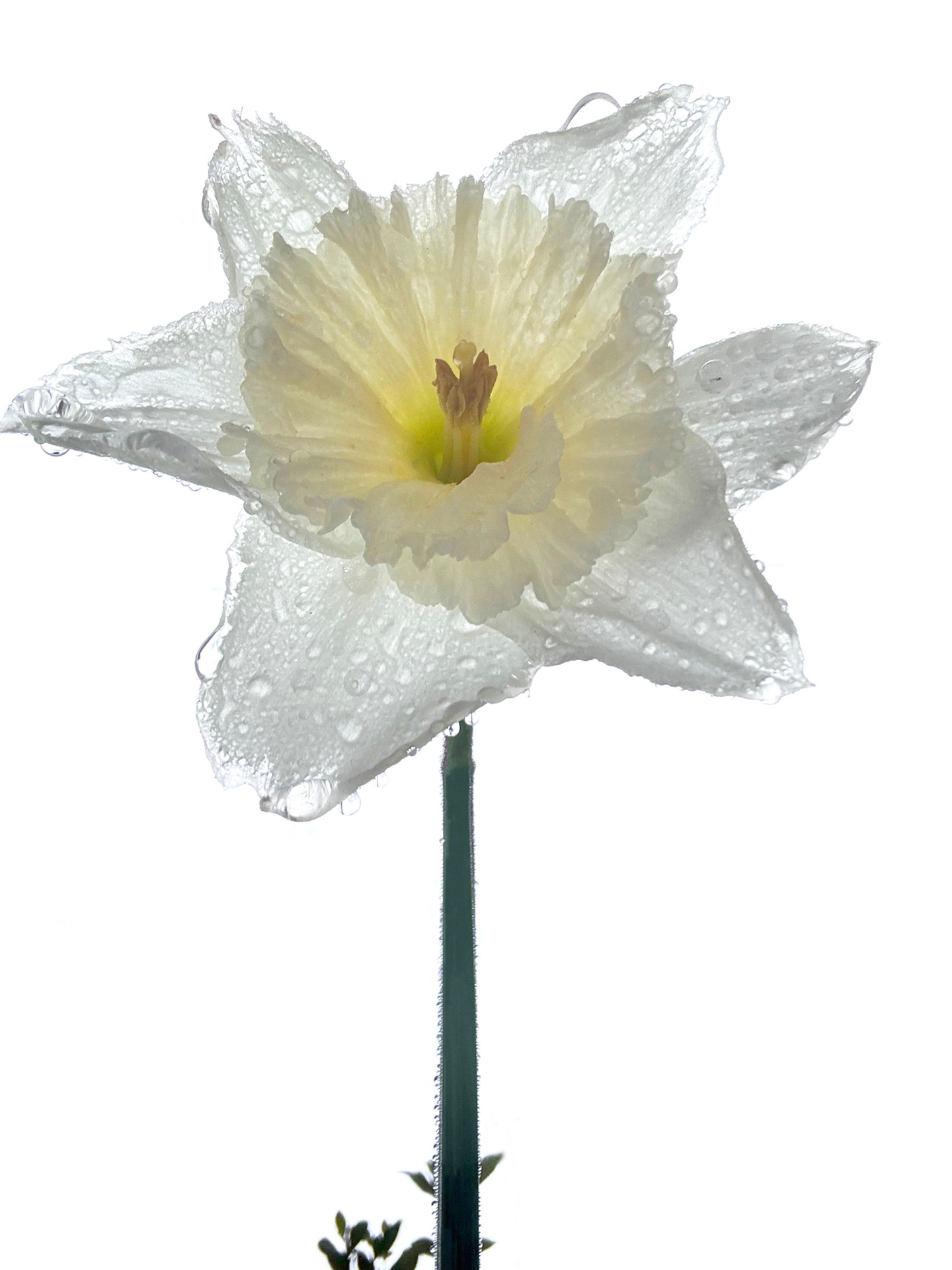 Linda Arns - Rainy Daffodil