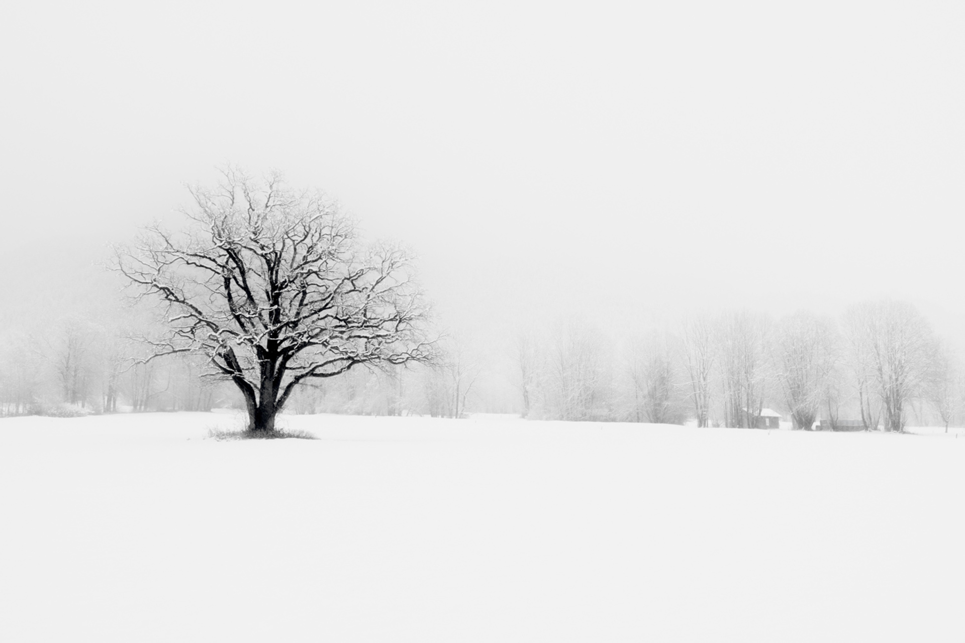 Ron Pardue - Wolf Tree