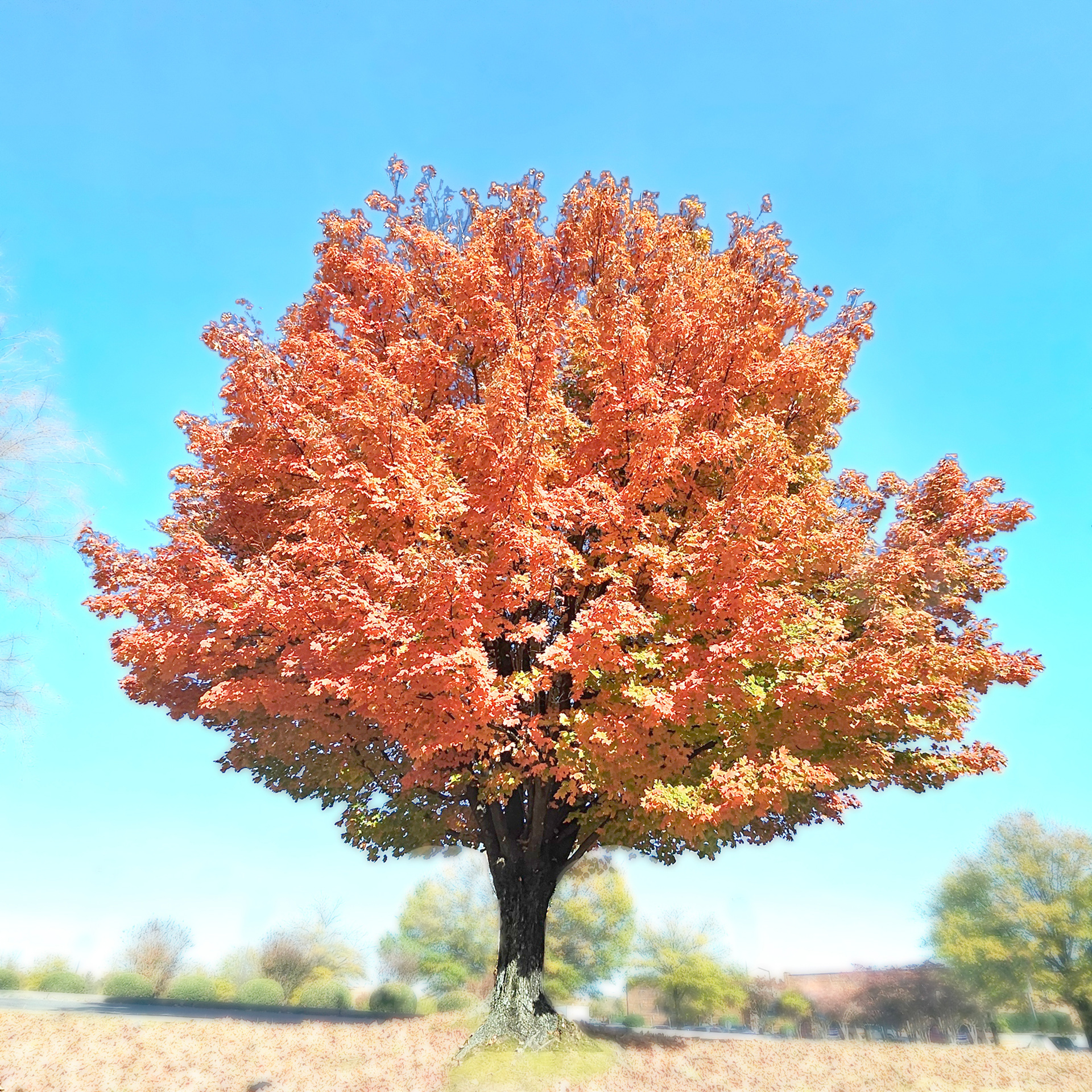 High Key Turning Leaves