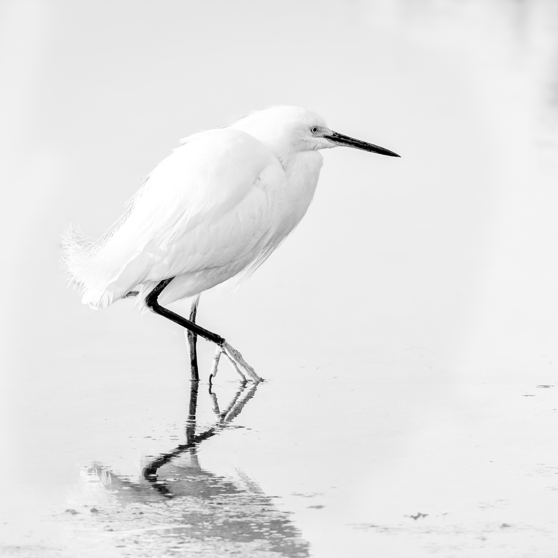 High Key Egret