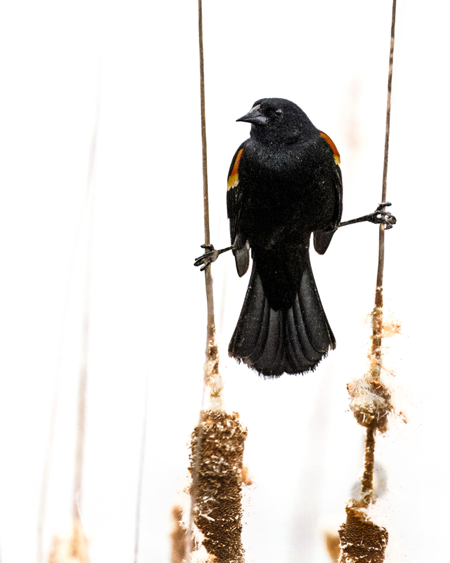 Black Bird Straddle in High Key
