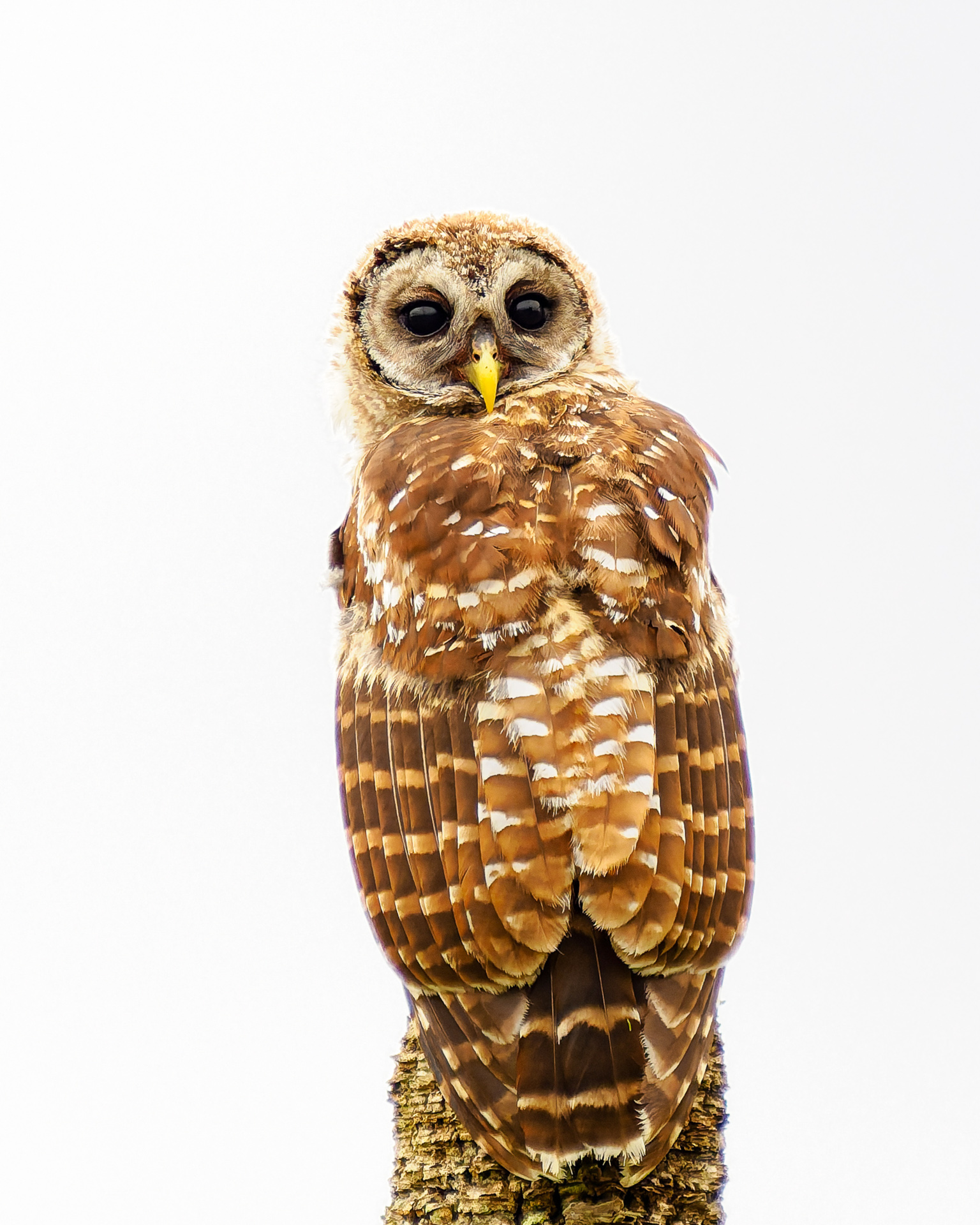 Orlando Wetlands Owl