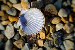 Lonely Scallop