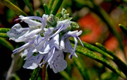 Rosemary Blossoms