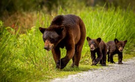 Black Bear & Cubs